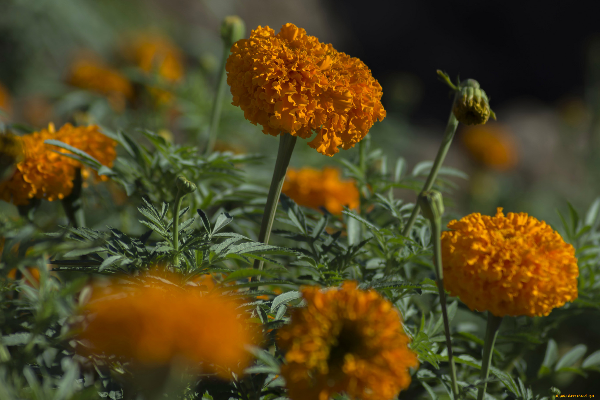 цветы, бархатцы, bushes, yellow, orange, кустики, желтые, flowering, цветение, marigold