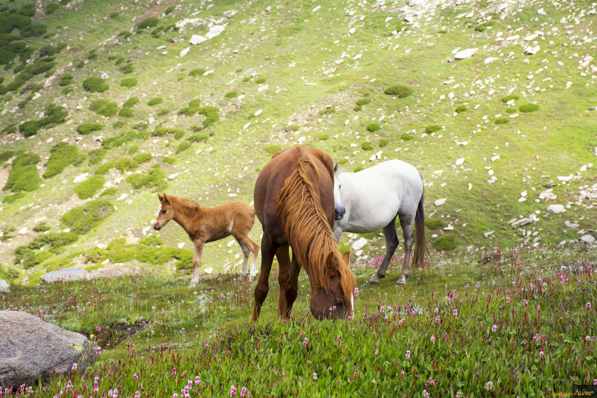 животные, лошади, животное, handsome, animal, horse, красавцы