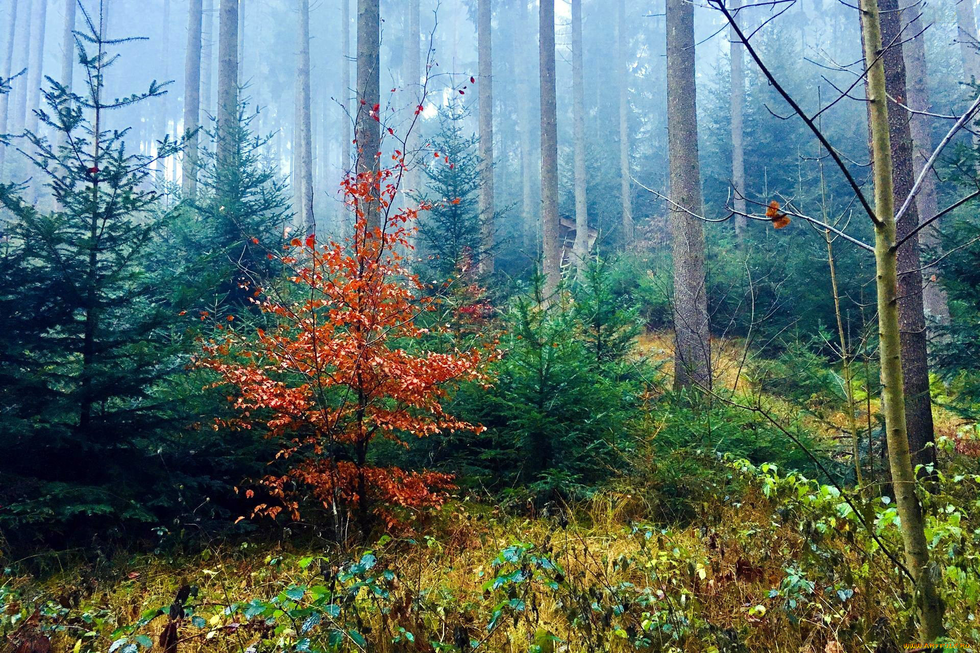 природа, лес, сосны, елки, туман