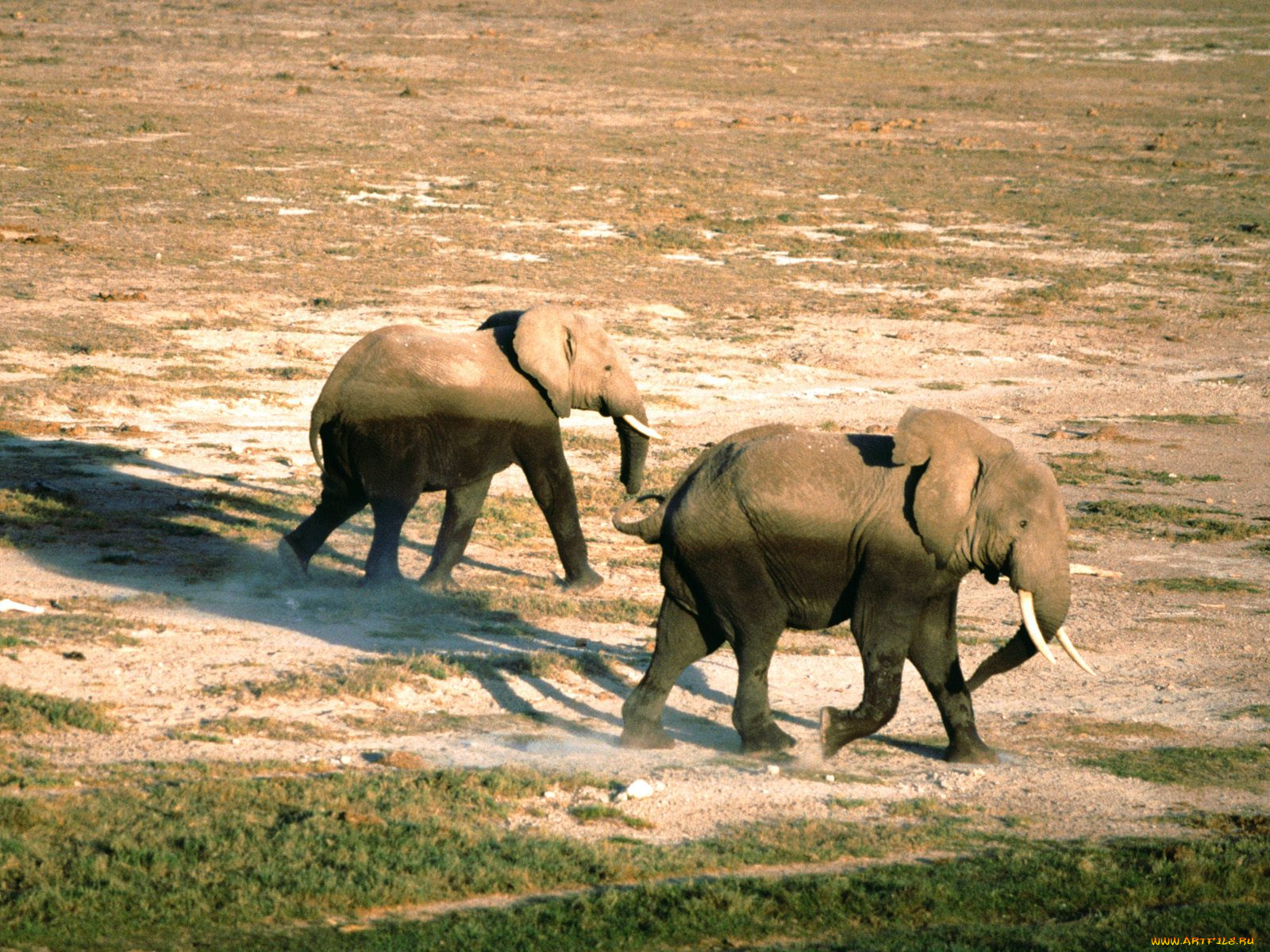 on, the, move, african, elephants, животные, слоны