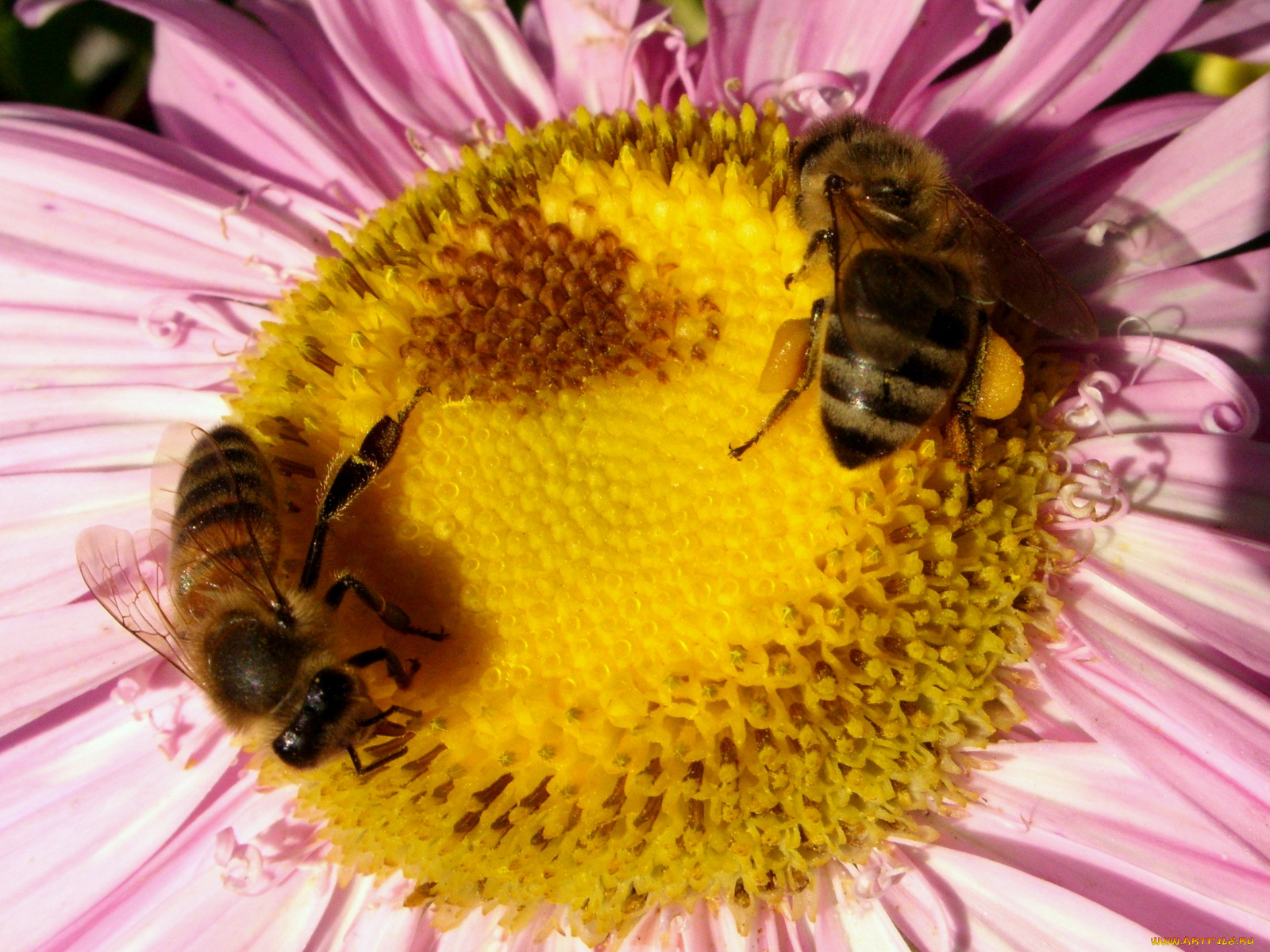 животные, пчелы, осы, шмели