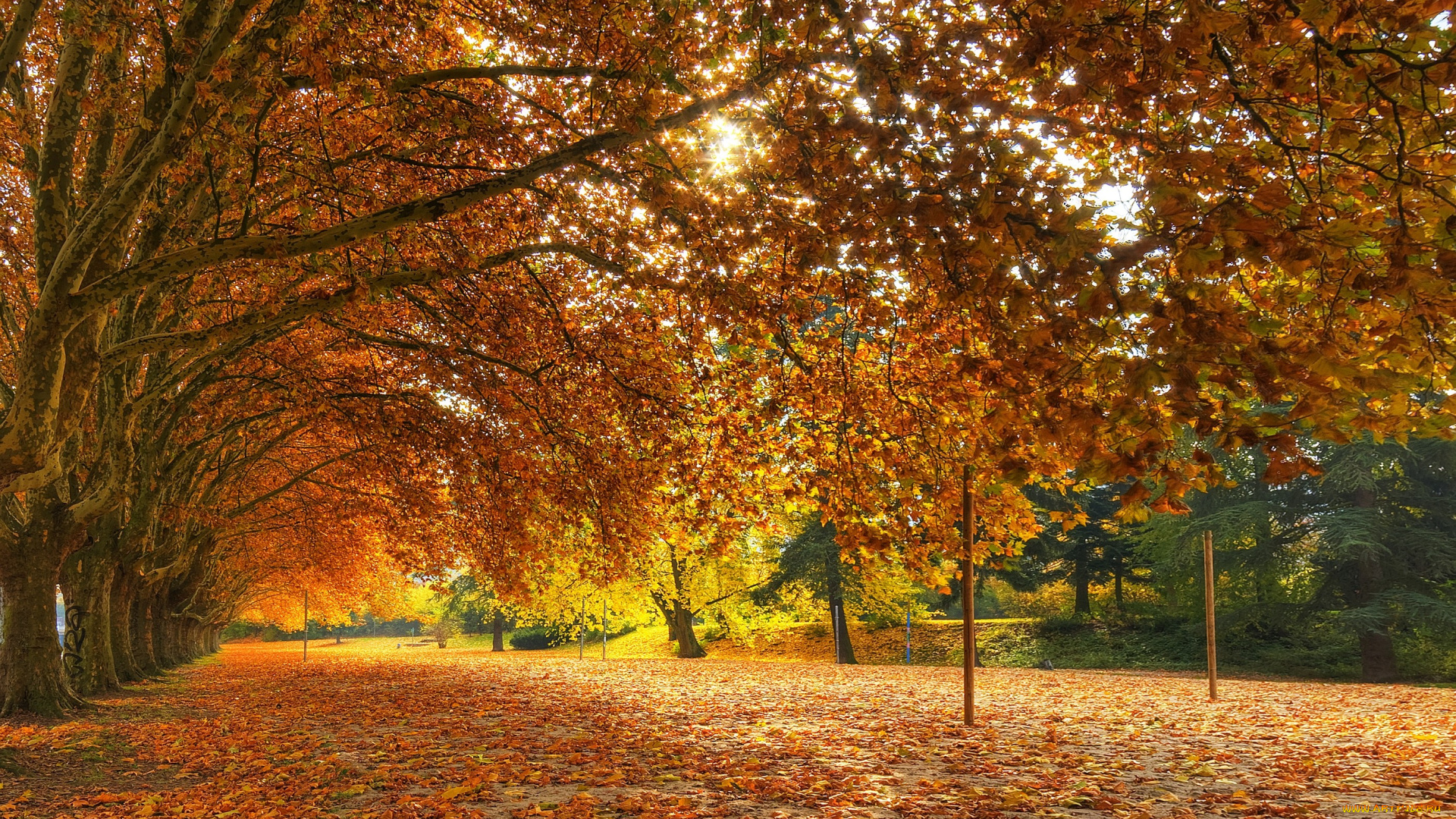 природа, деревья, желтый, осень, листья
