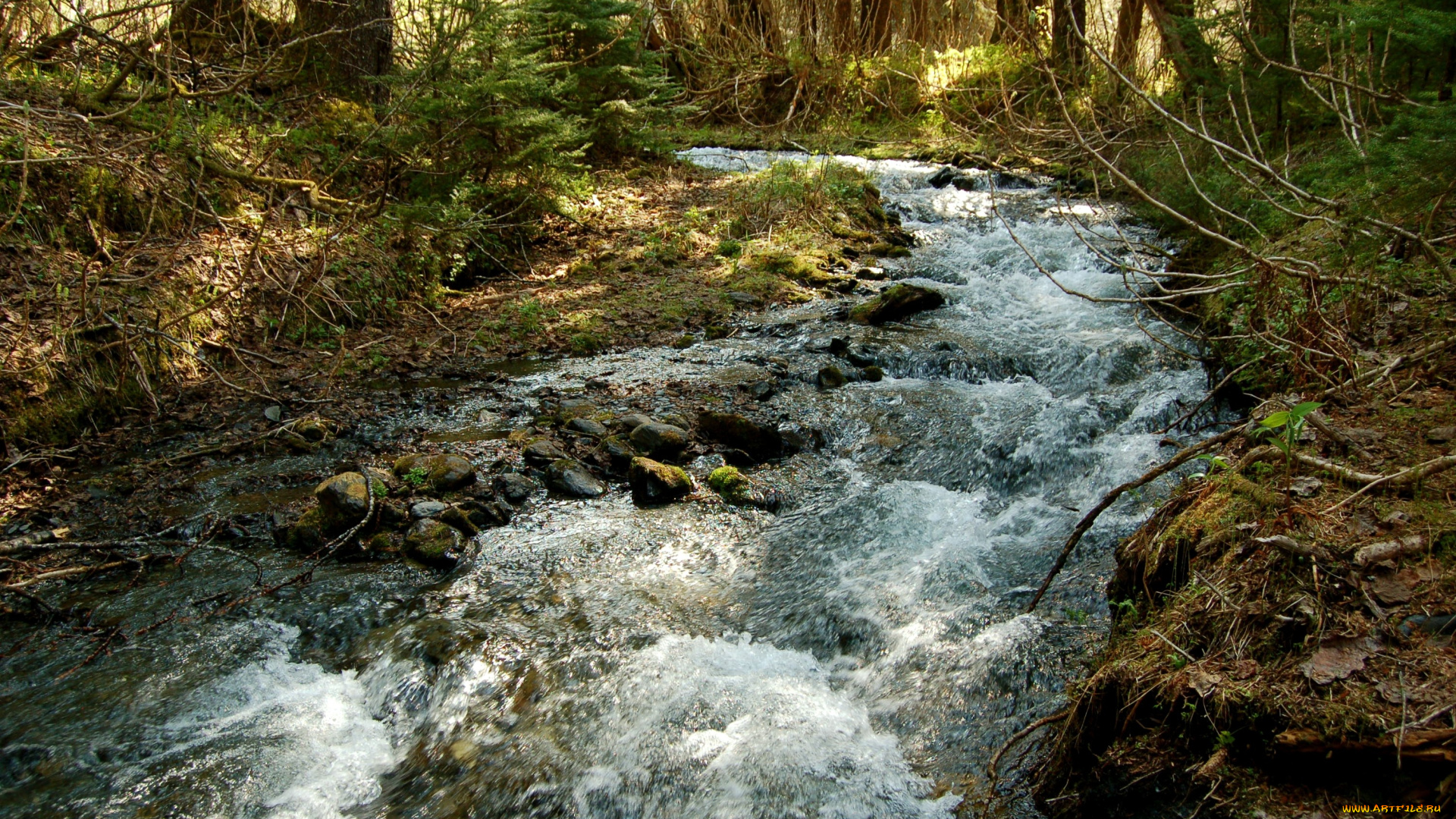 природа, реки, озера, поток, вода, лес