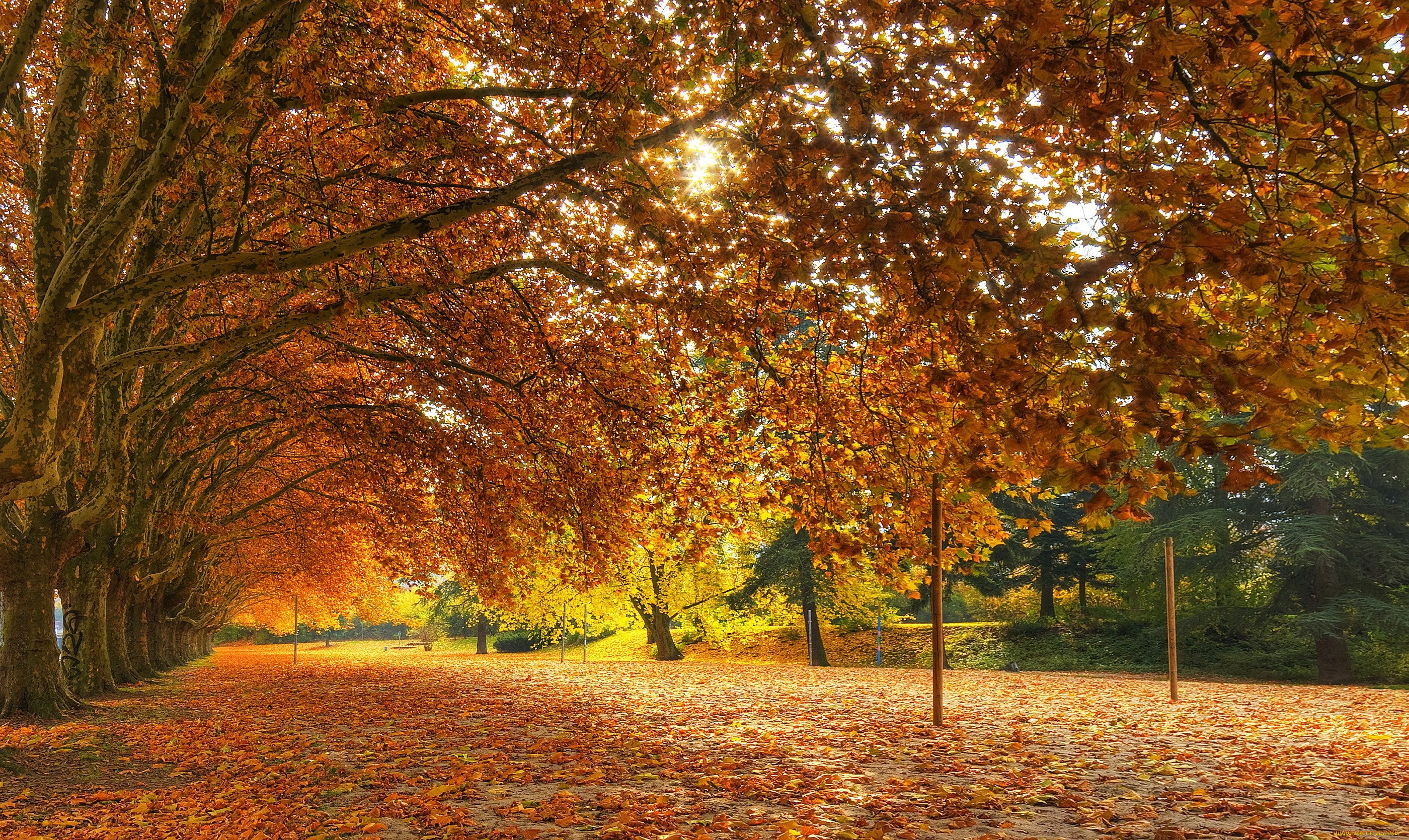 природа, деревья, желтый, осень, листья