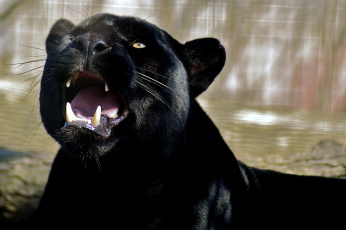 Картинка животные пантеры черный хищник рык