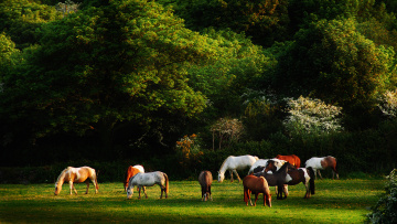 Картинка животные лошади поляна лес