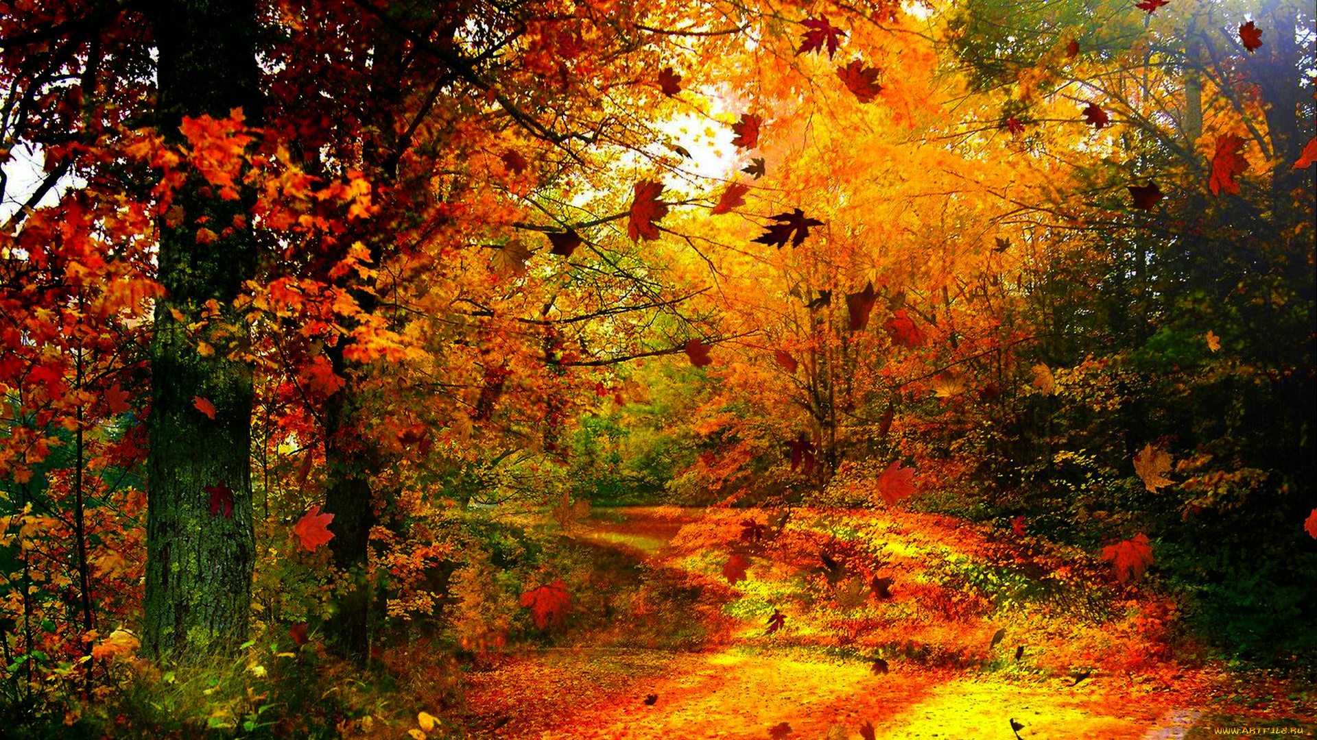 autumn, wind, природа, лес, листопад, осень, ветер