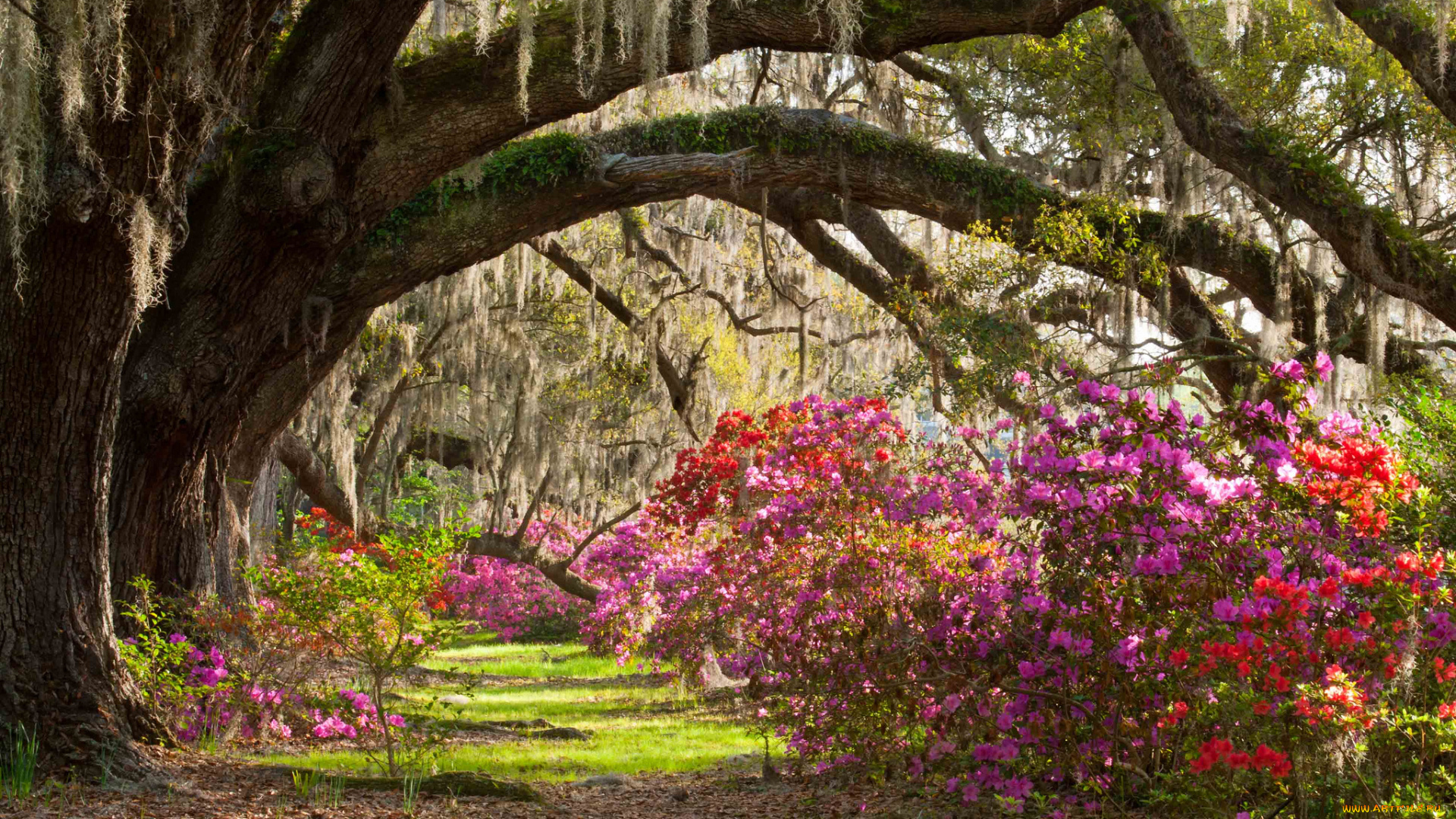 magnolia, plantation, gardens, природа, парк, кусты, деревья