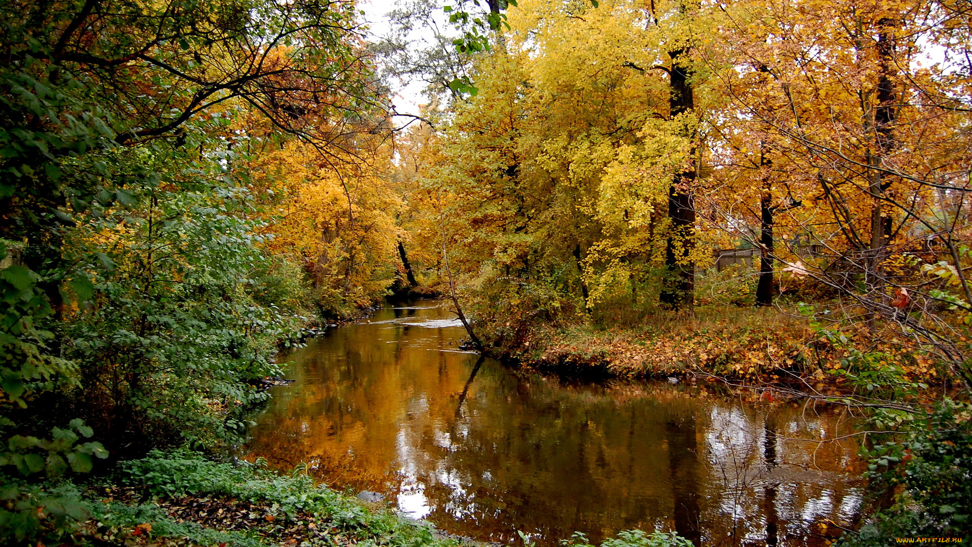 польша, шпротава, природа, реки, озера, лес, река