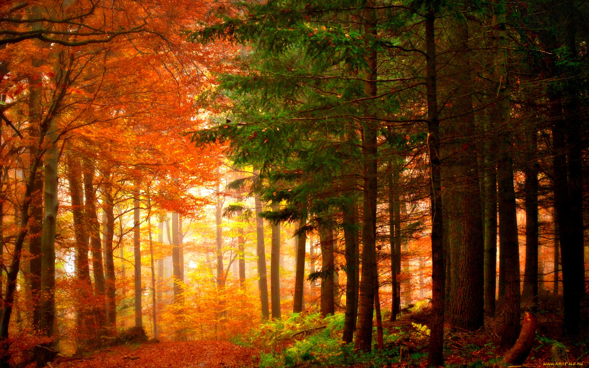 autumn, colors, природа, лес, осень, краски