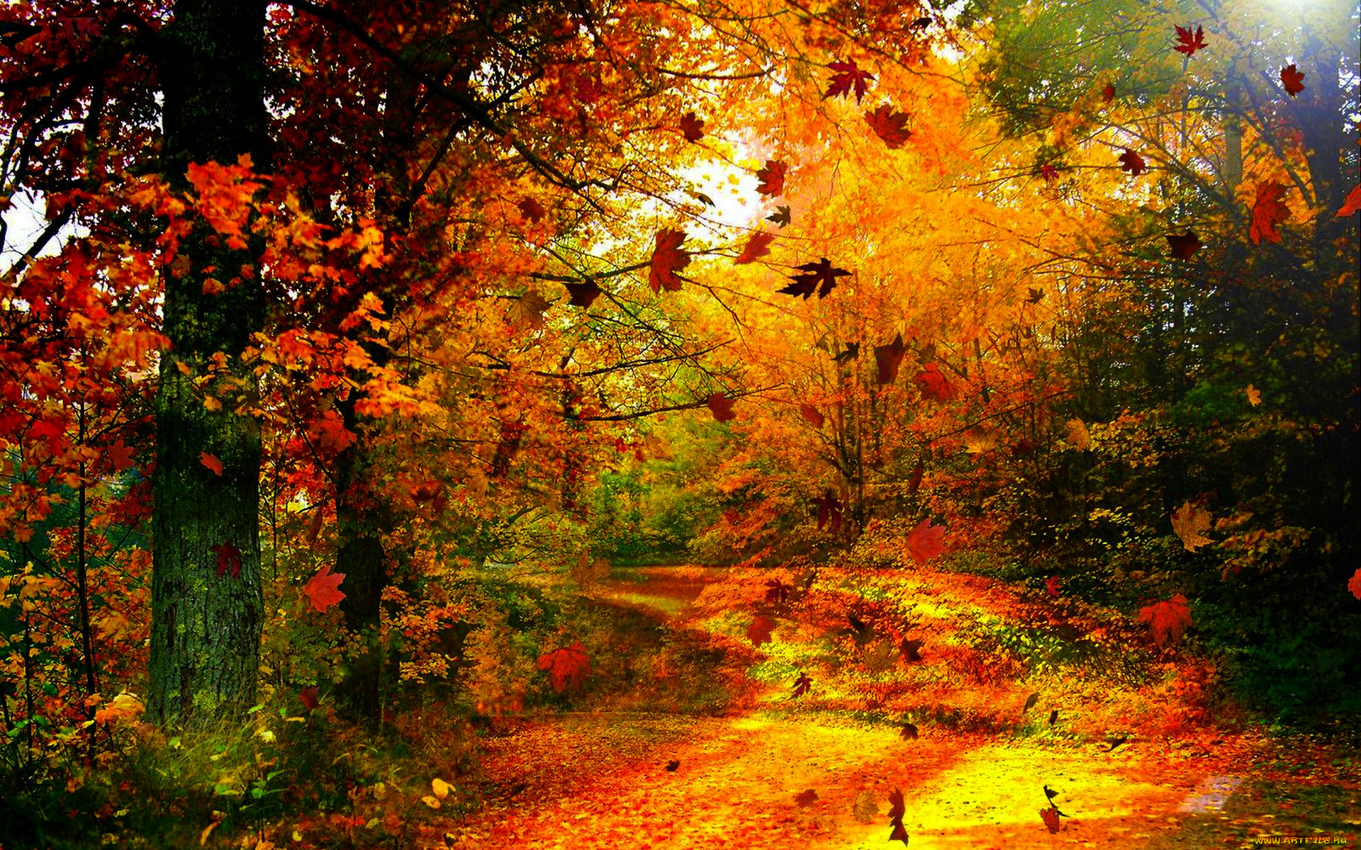 autumn, wind, природа, лес, листопад, осень, ветер