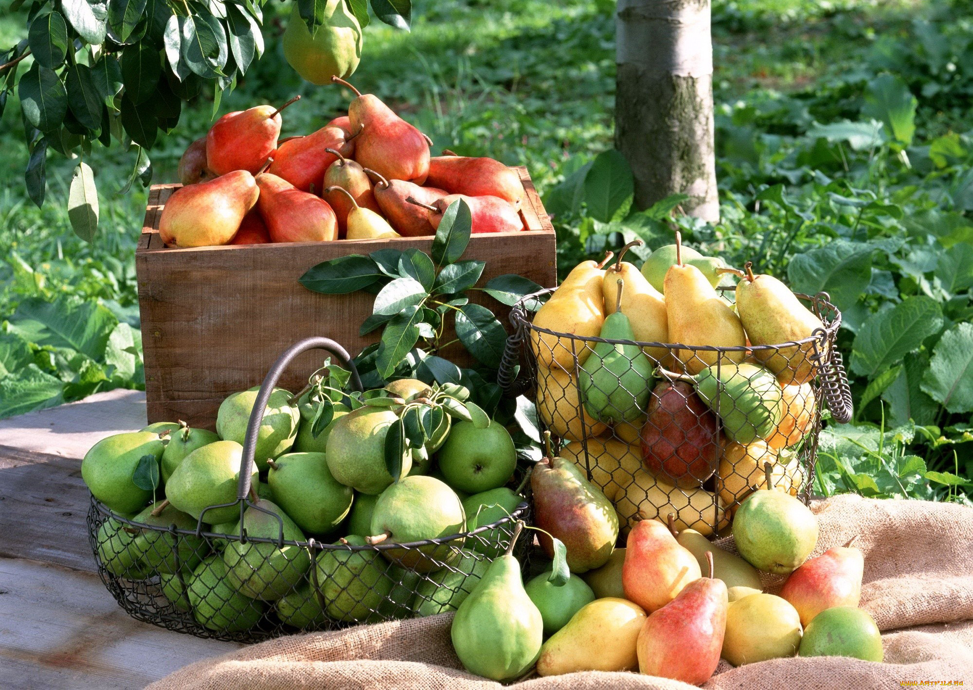 еда, груши, корзинки, ящик, сад, урожай, плоды