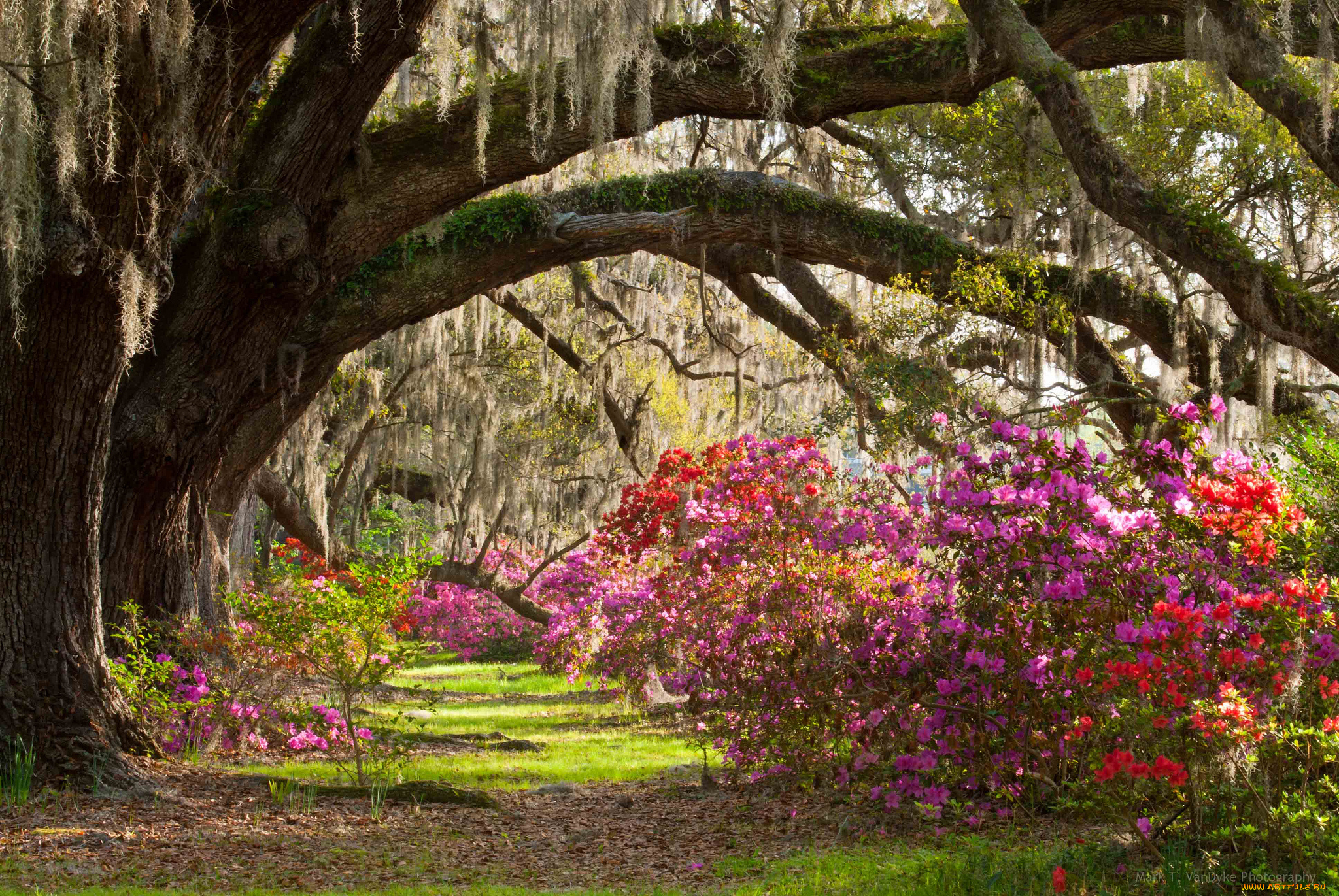 magnolia, plantation, gardens, природа, парк, кусты, деревья