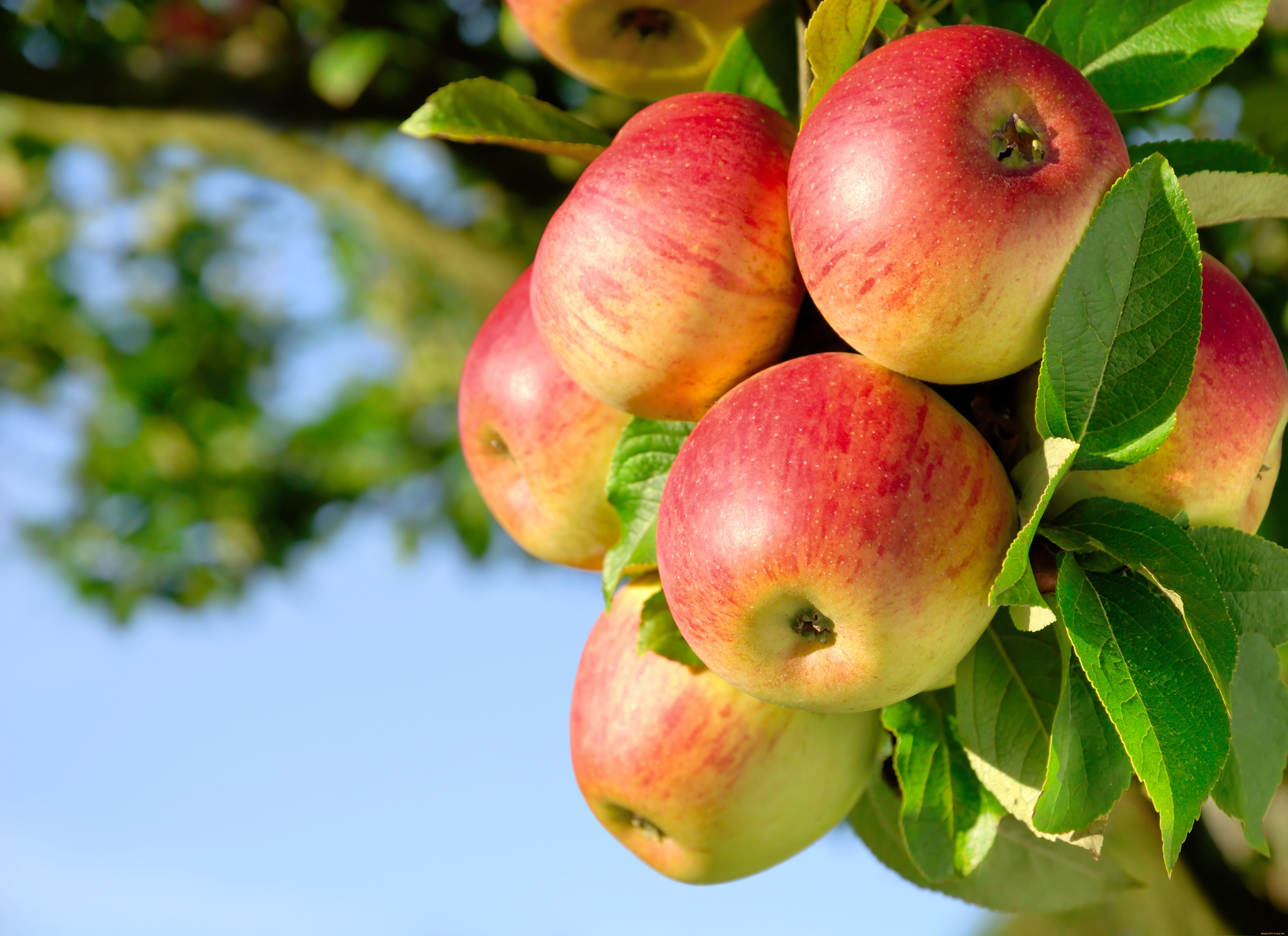 apples, природа, плоды, яблоки, красота, ветка, листья