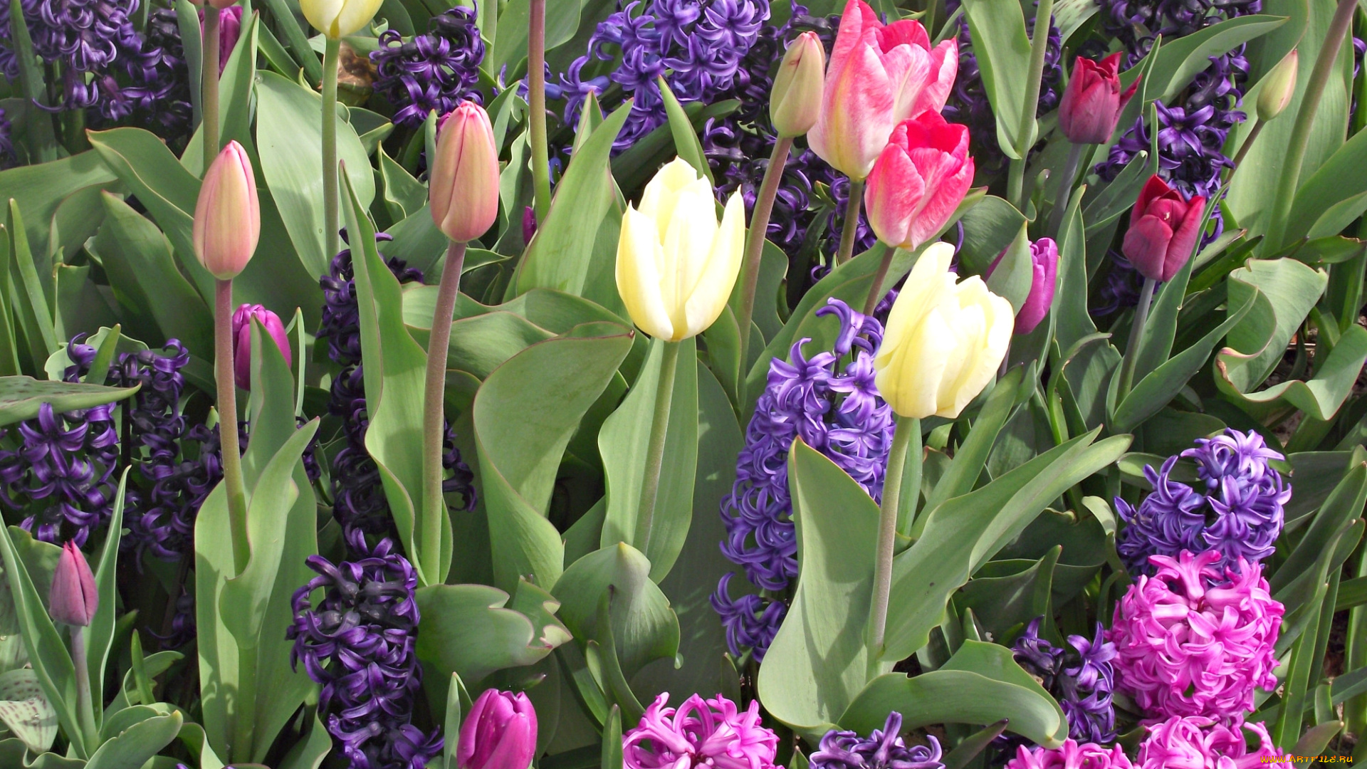 цветы, разные, вместе, гиацинты, тюльпаны, бутоны