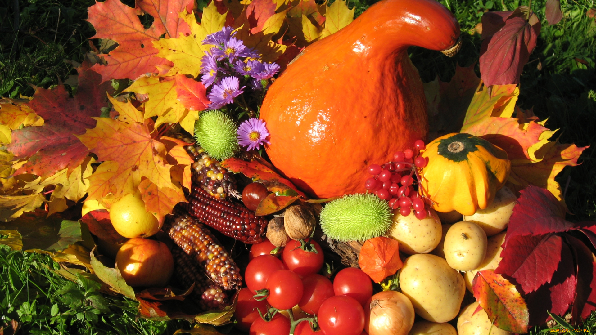 еда, овощи, картофель, помидоры, кукуруза, осень, тыква