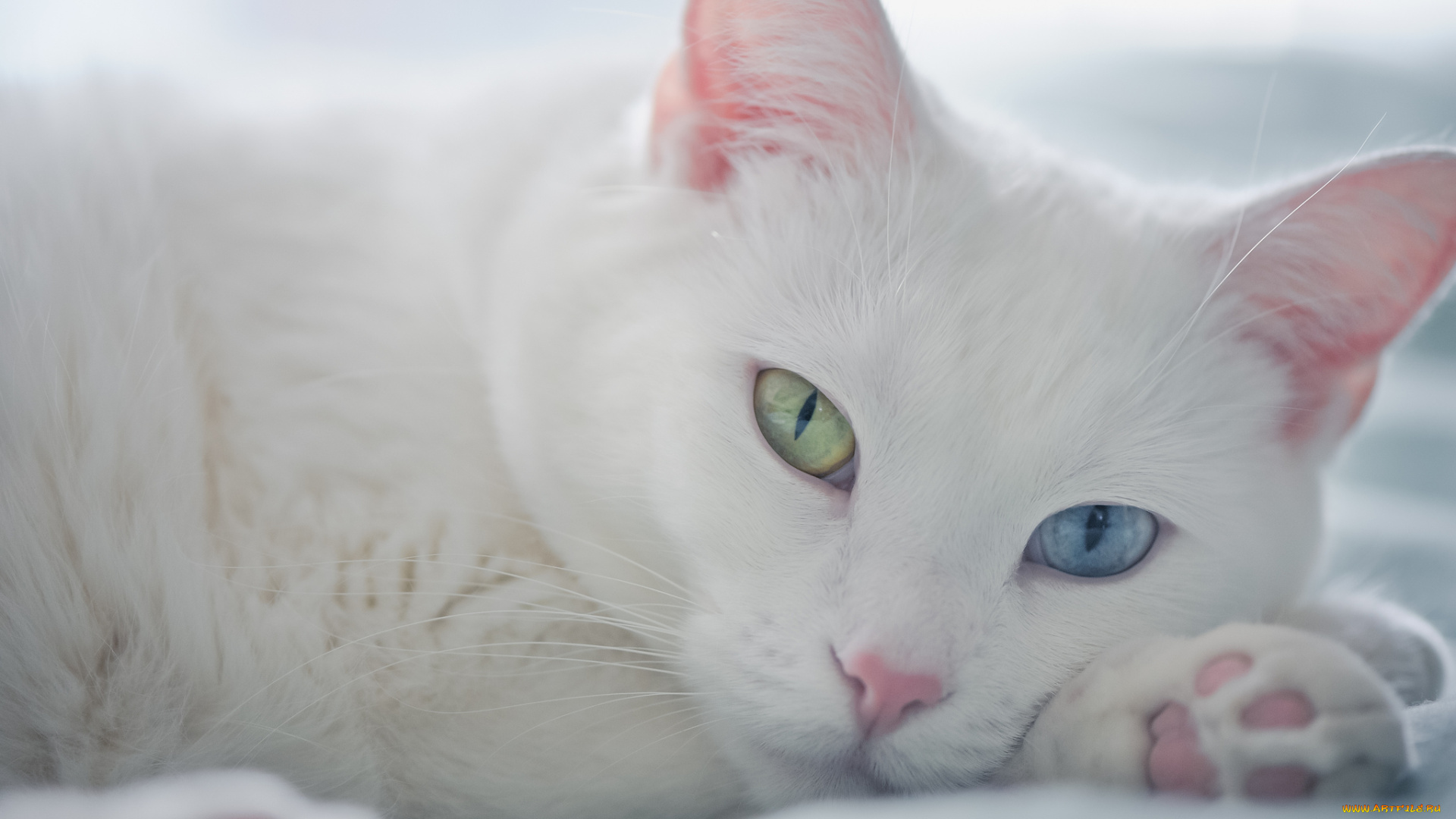 животные, коты, белый, кот, взгляд, мордочка, разные, глаза