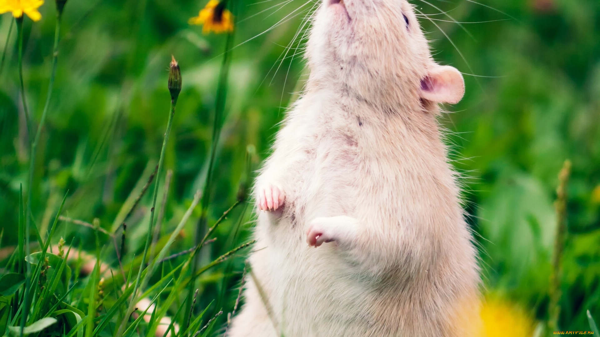 животные, крысы, мыши, трава, цветы, крыса