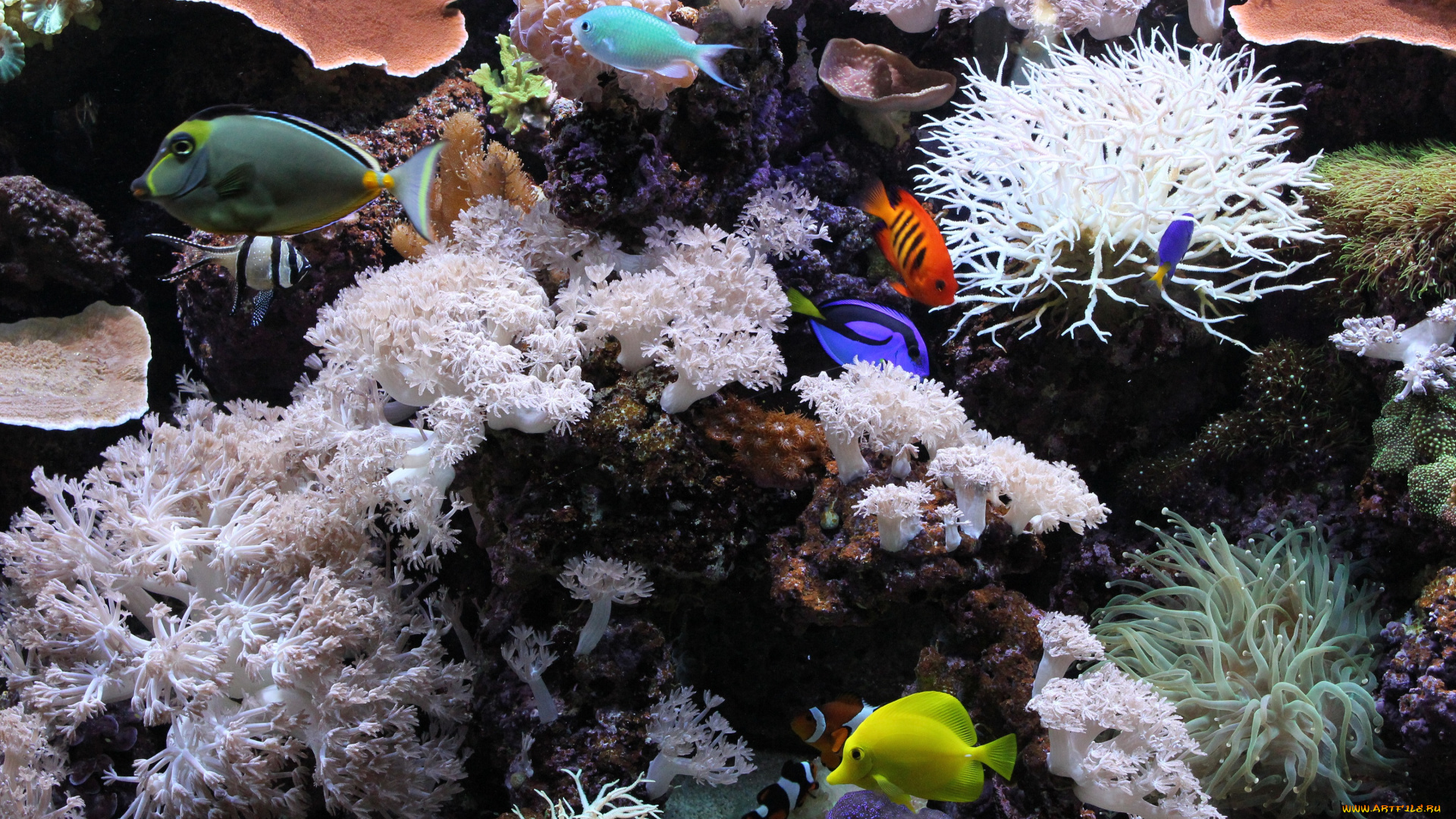 животные, рыбы, подводный, мир, кораллы, аквариум
