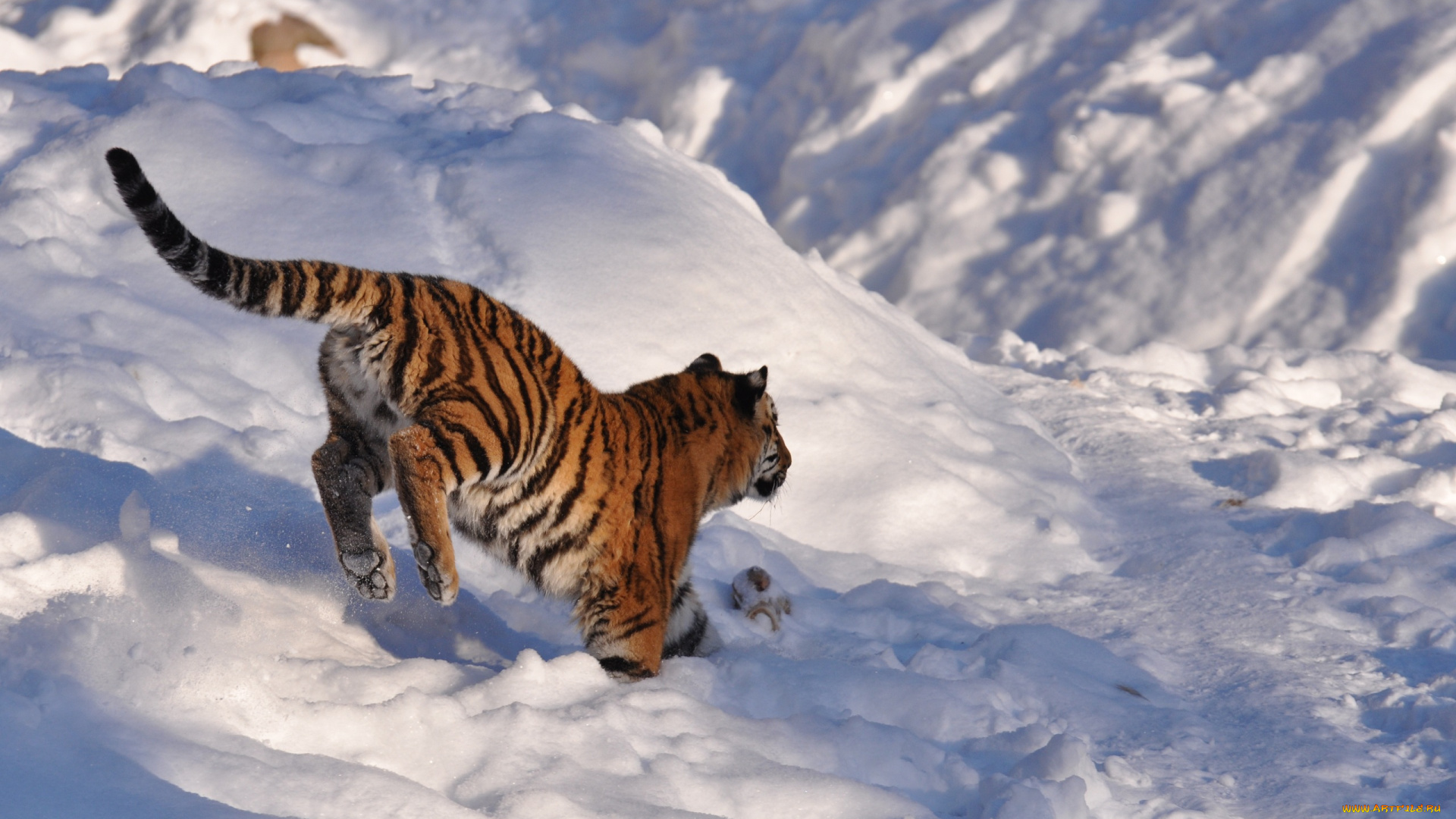 животные, тигры, прыжок, детеныш, снег, тигренок, амурский, тигр, игра