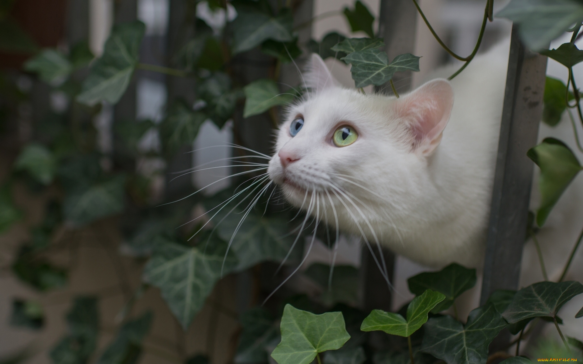 животные, коты, белый, кот, забор, листья