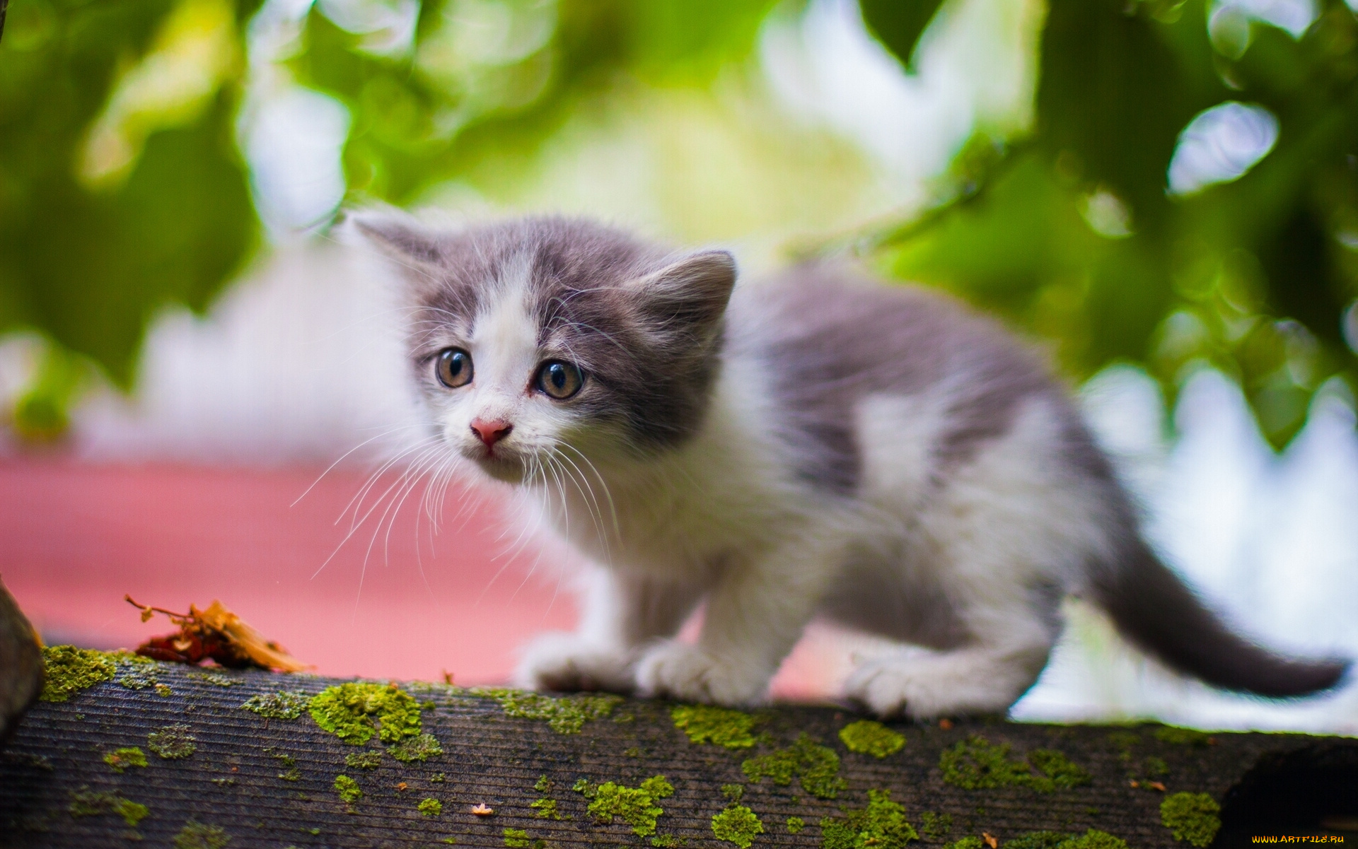 животные, коты, малыш, котёнок