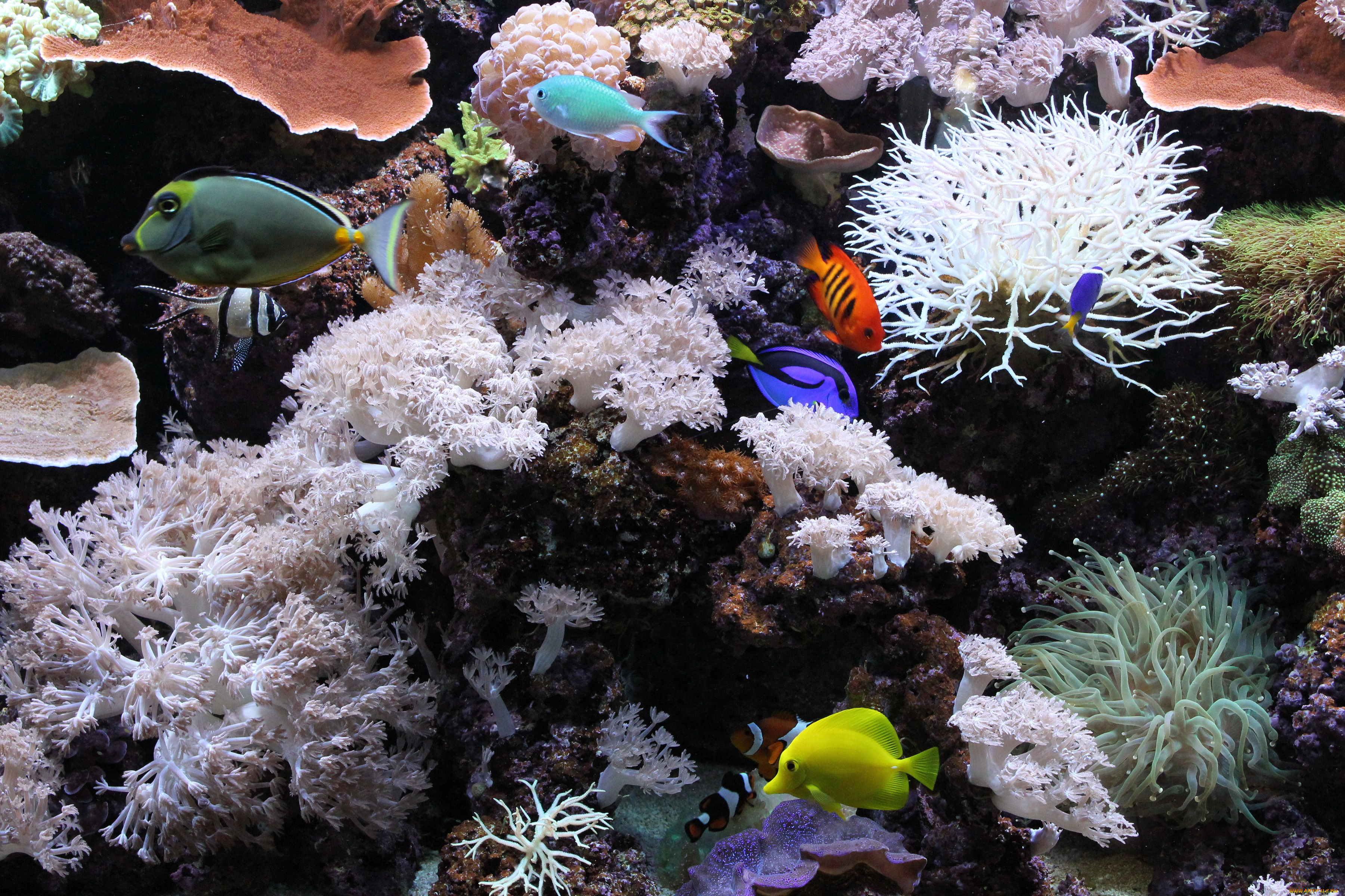 животные, рыбы, подводный, мир, кораллы, аквариум