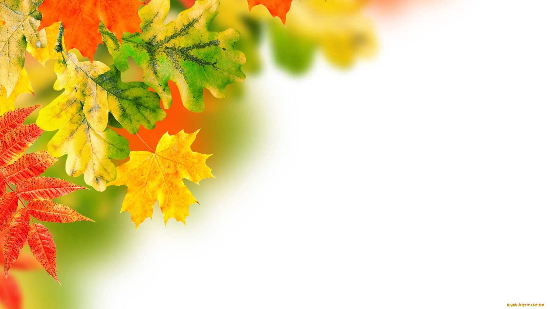 разное, текстуры, background, осень, листья, фон, autumn, leaves