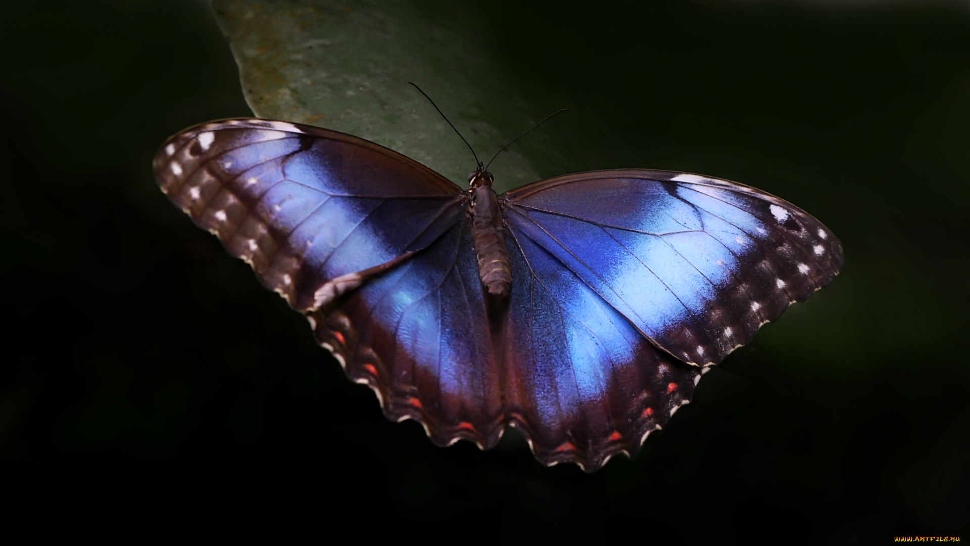 животные, бабочки, синяя, макро, крылья, бабочка