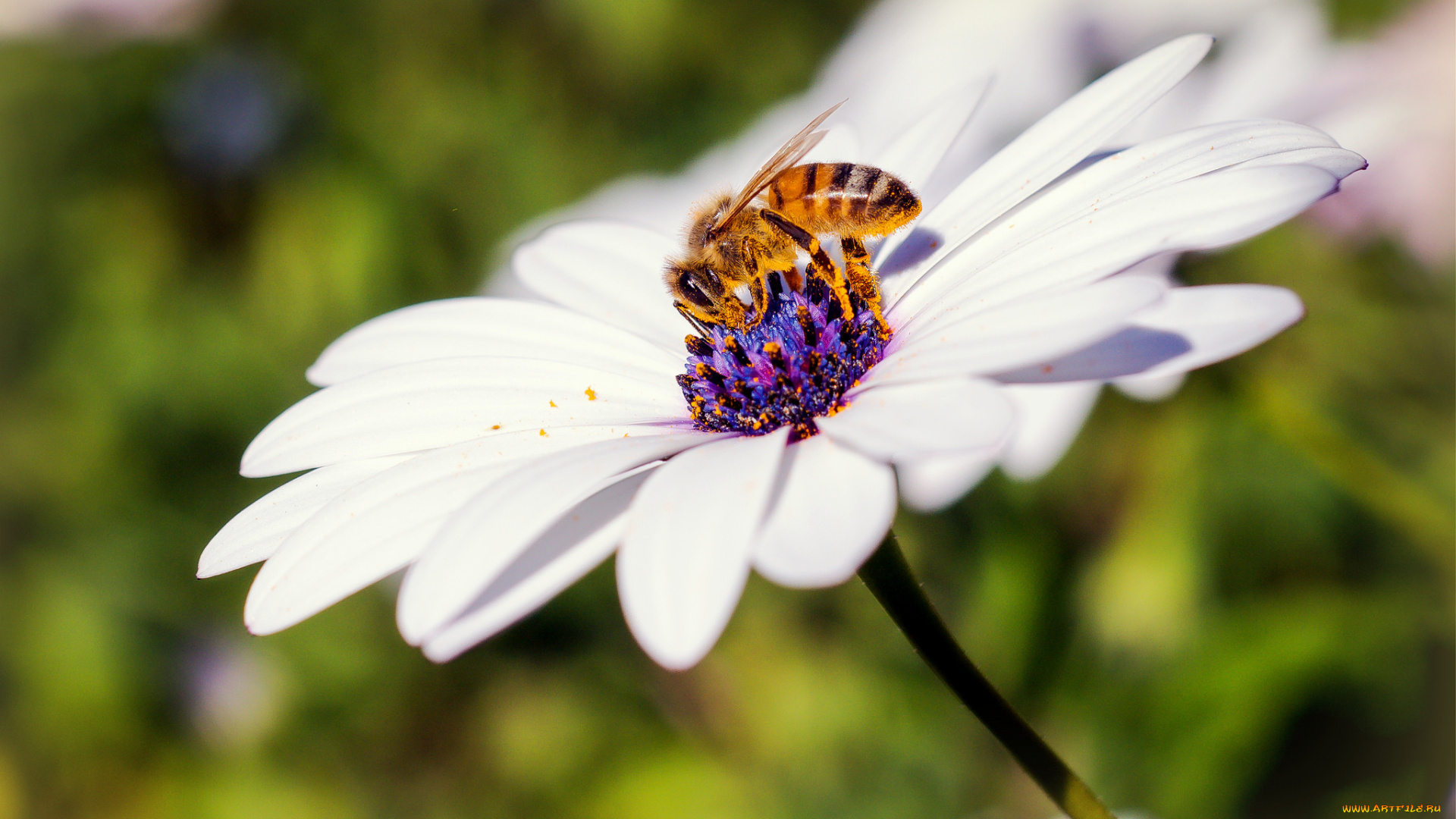 животные, пчелы, , осы, , шмели, макро, цветок, пчела, лепестки, белый