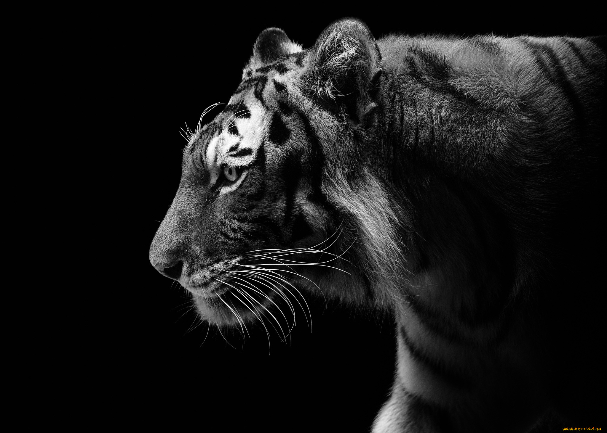 животные, тигры, черно-белое, профиль