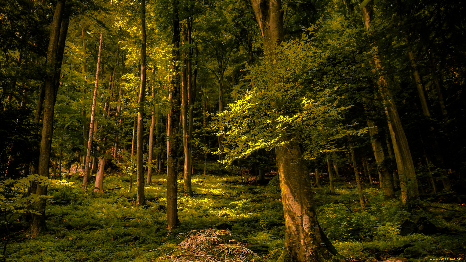 природа, лес, деревья