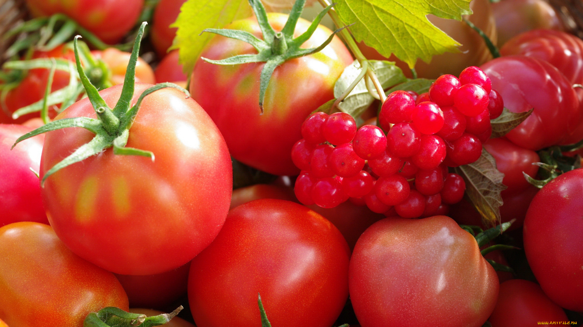 еда, помидоры, урожай, осень, огород, ягоды, дача, красный, цвет, овощи, множество, калина, сентябрь, томат, томаты