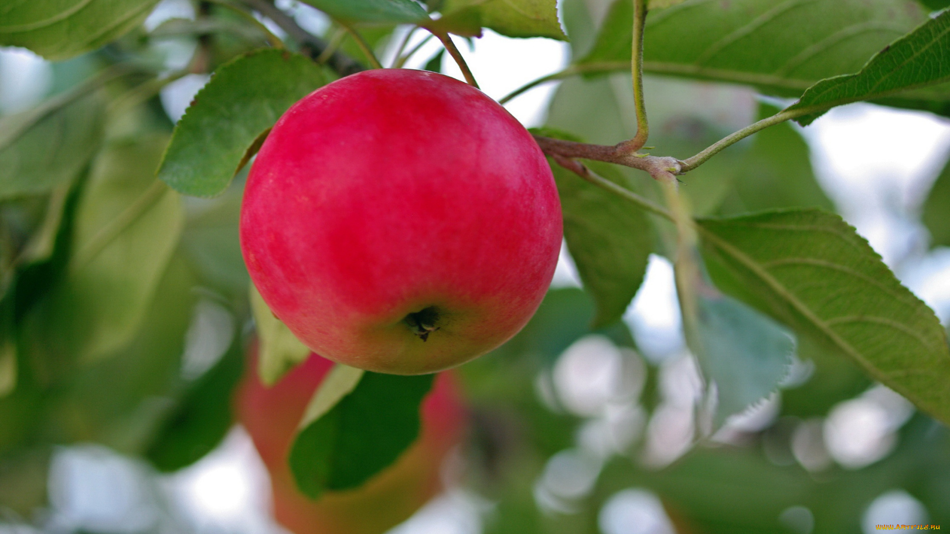 природа, плоды, дача, август, фрукты, яблоки, урожай, позитив, лето