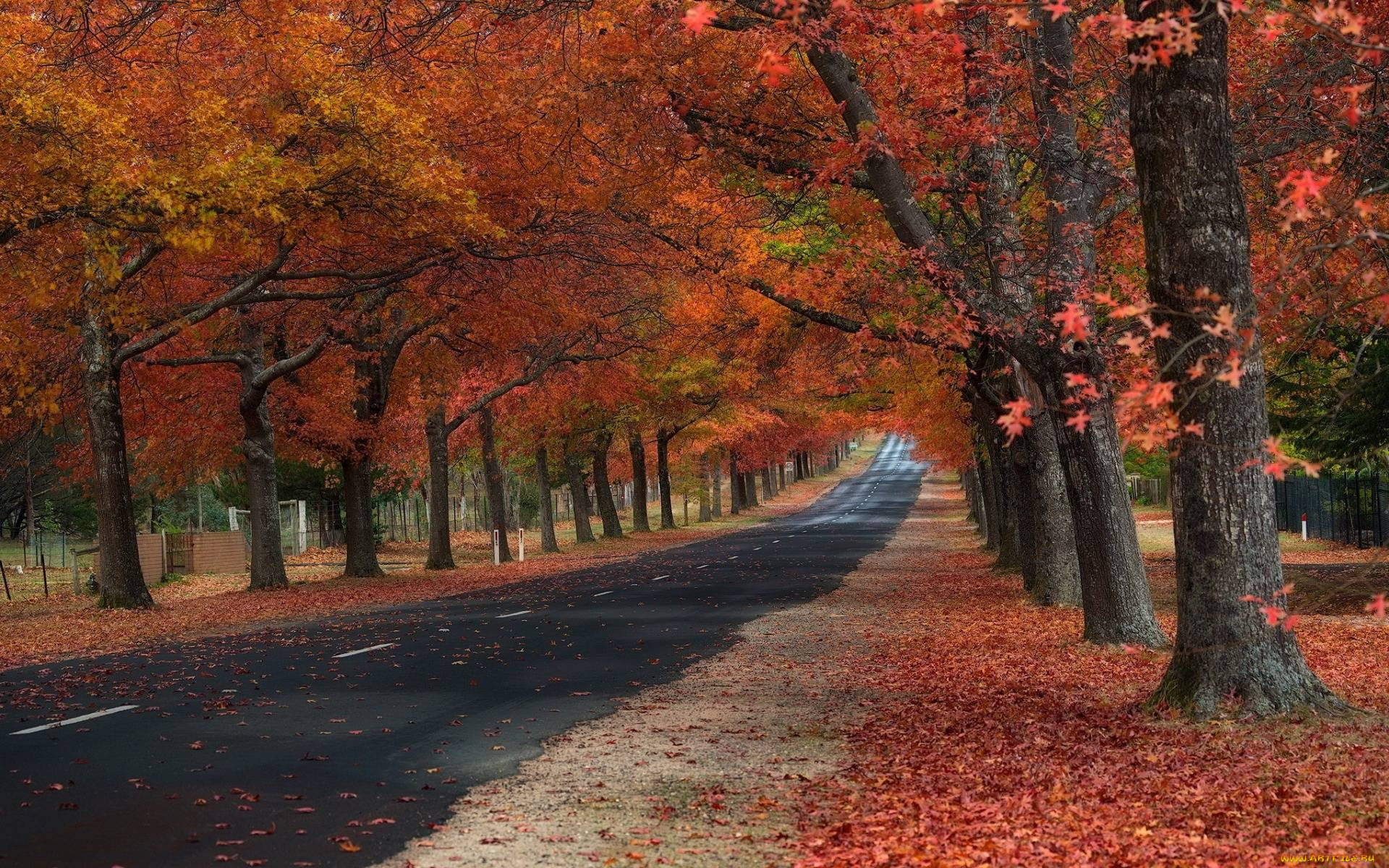 природа, дороги, листопад, осень, шоссе