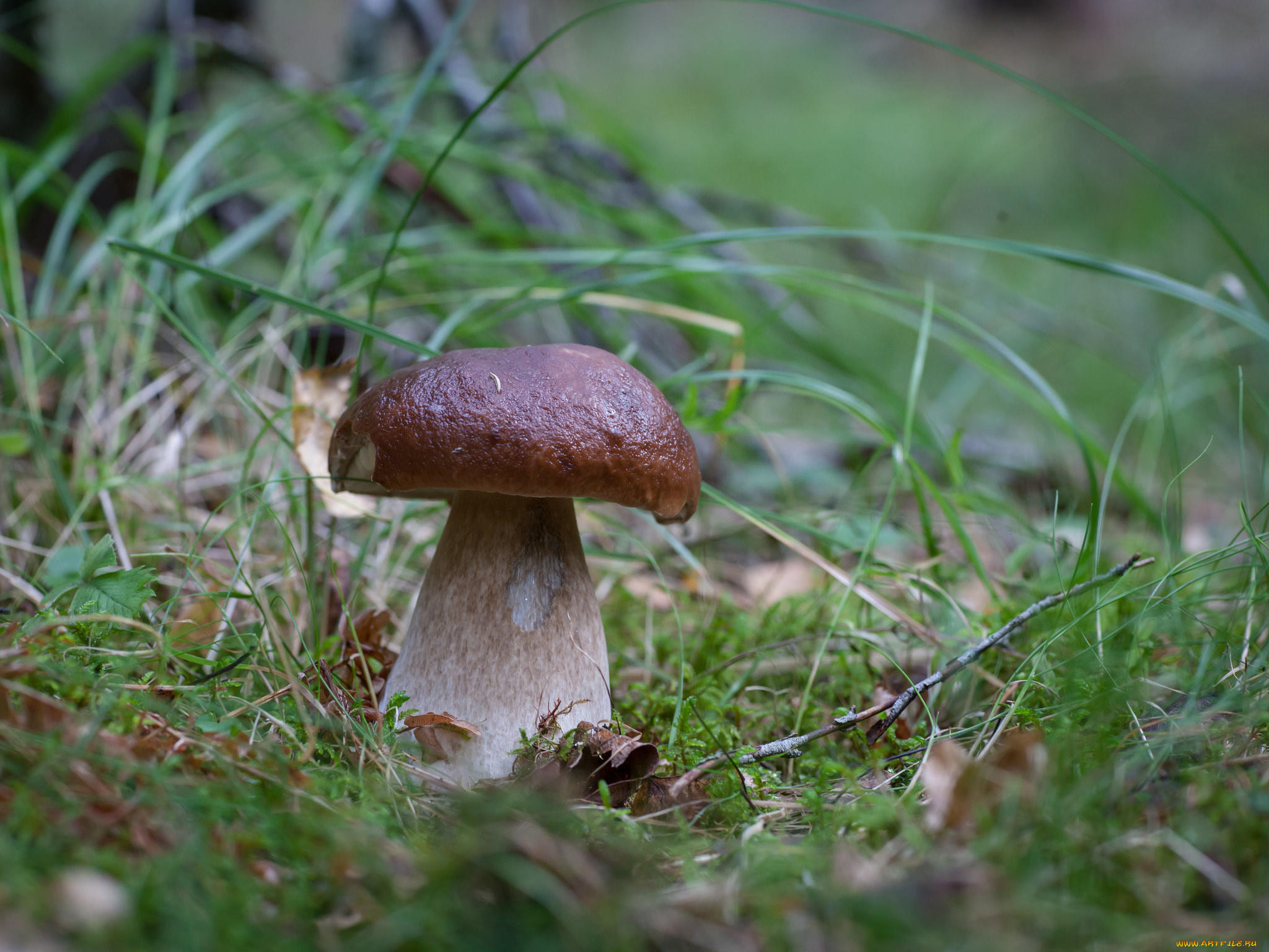 природа, грибы, белый, гриб