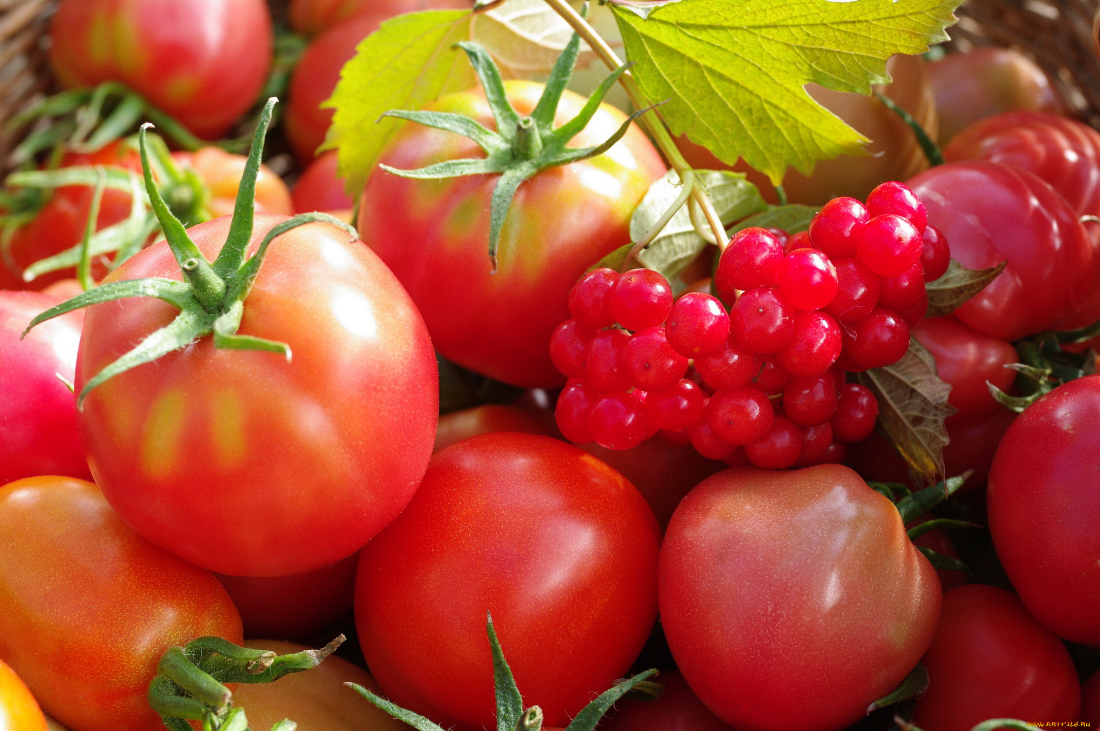 еда, помидоры, урожай, осень, огород, ягоды, дача, красный, цвет, овощи, множество, калина, сентябрь, томат, томаты