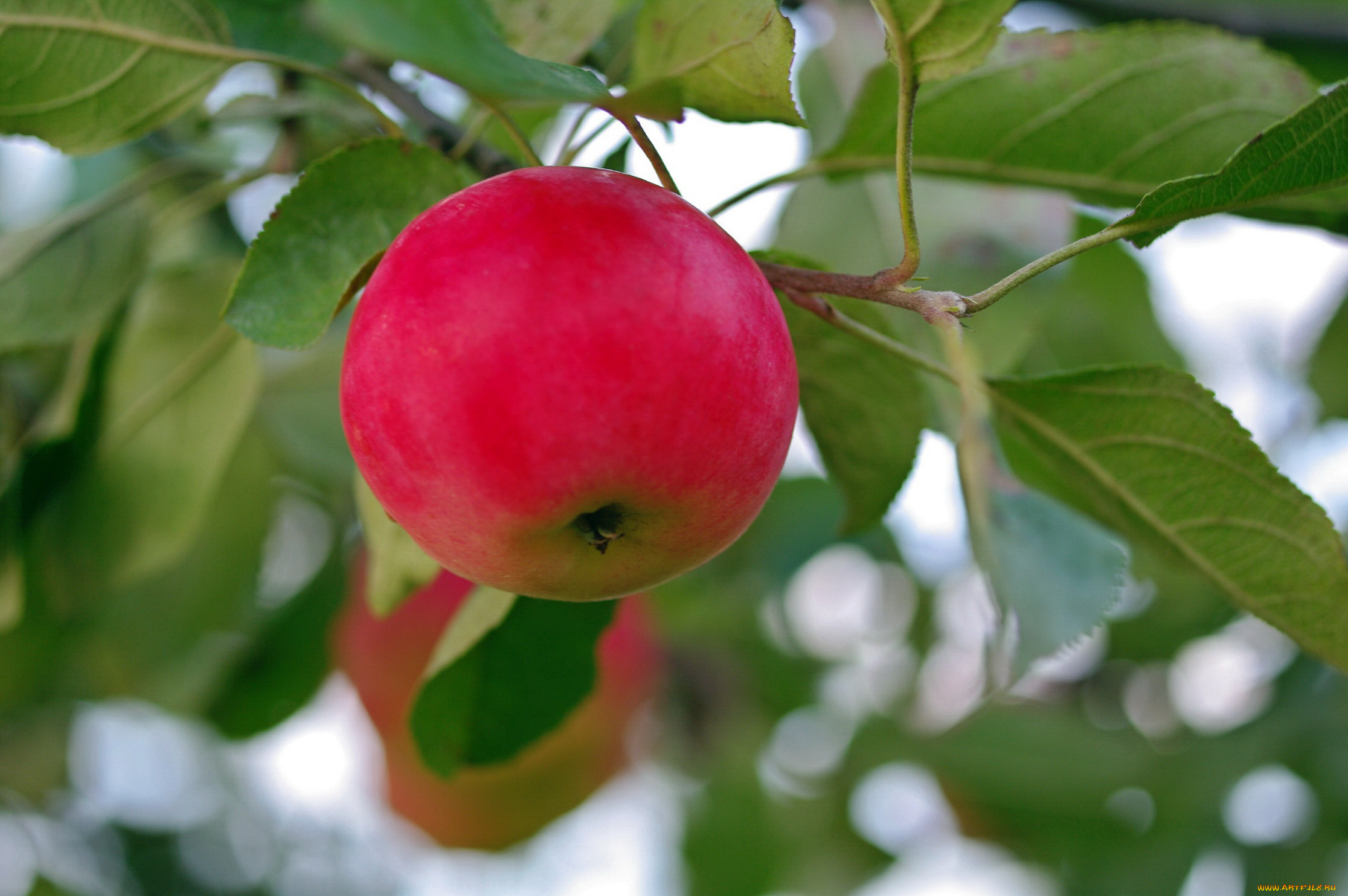 природа, плоды, дача, август, фрукты, яблоки, урожай, позитив, лето