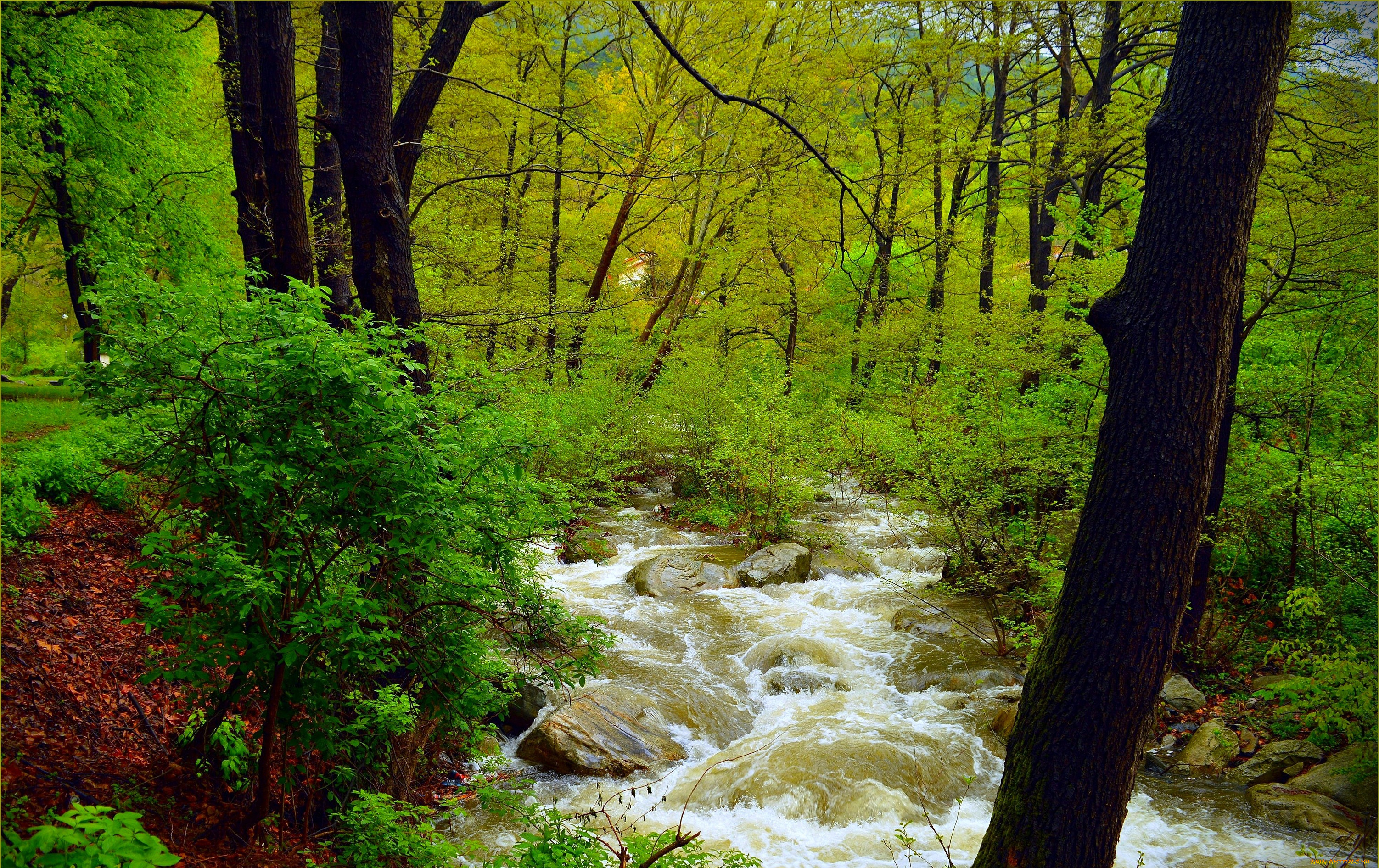 природа, лес, зелень, поток, весна, деревья, река, камни, nature, spring, river, forest, trees, flow
