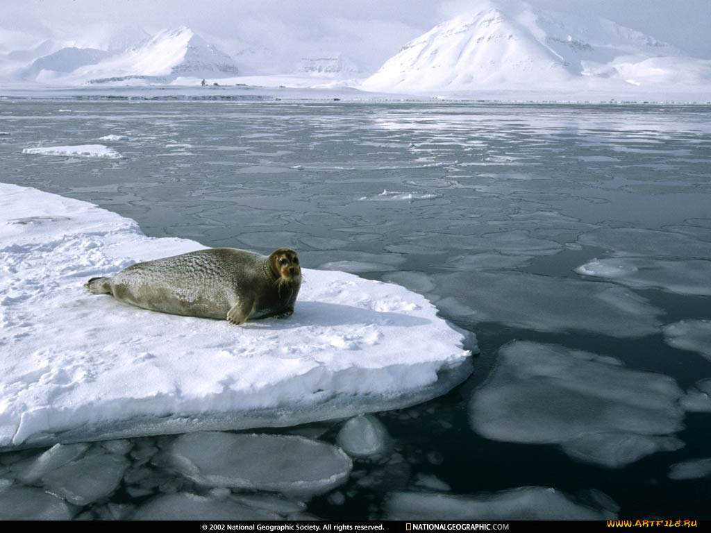 national, geographic, животные, тюлени, морские, львы, котики