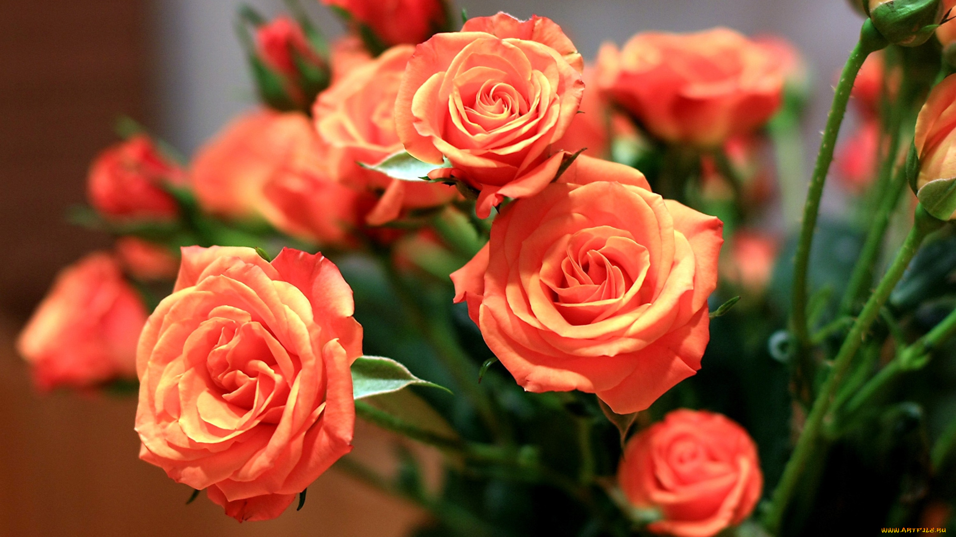 цветы, розы, оранжевый, бутоны