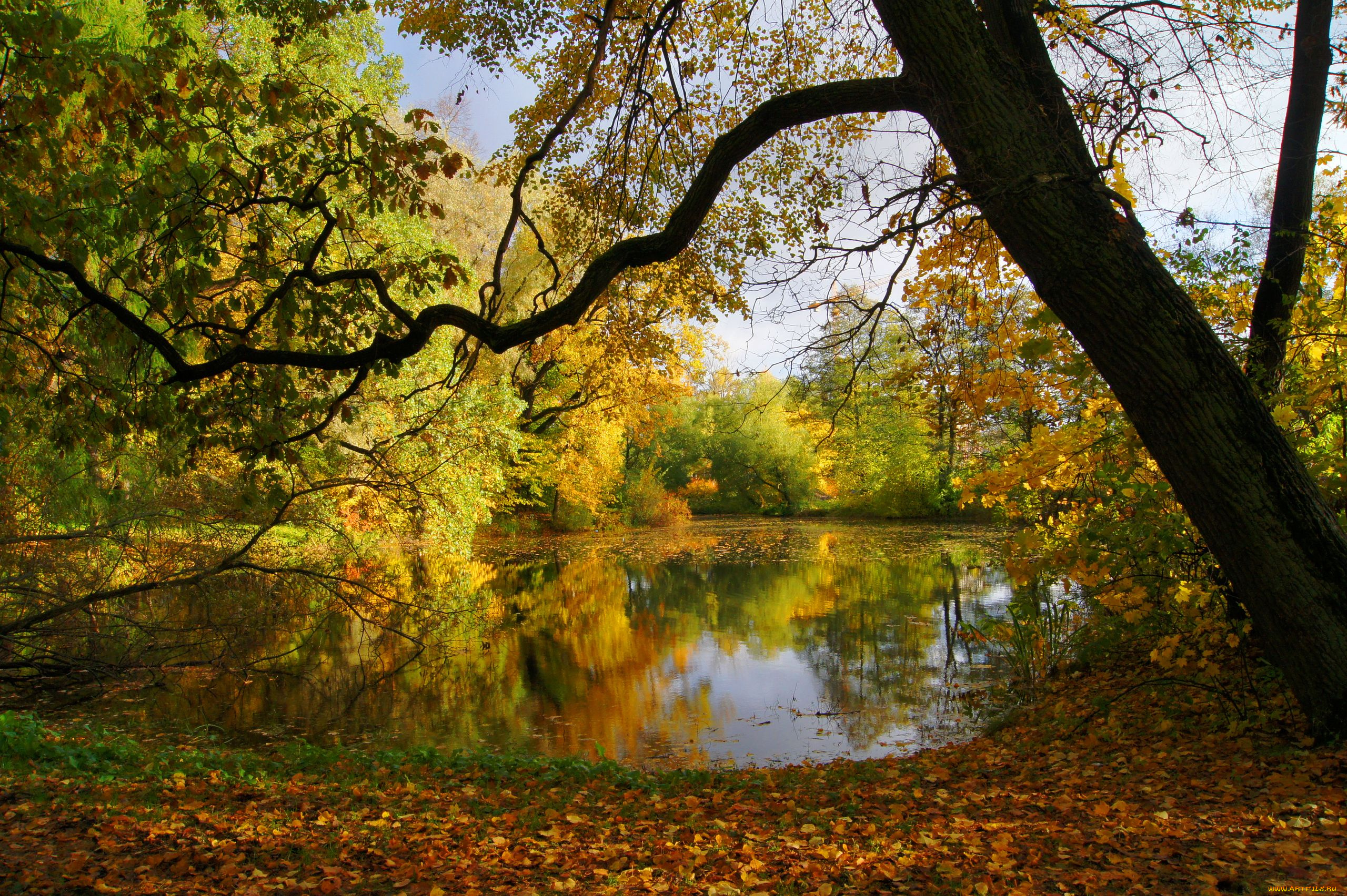 природа, реки, озера, осень, деревья, листья, пруд