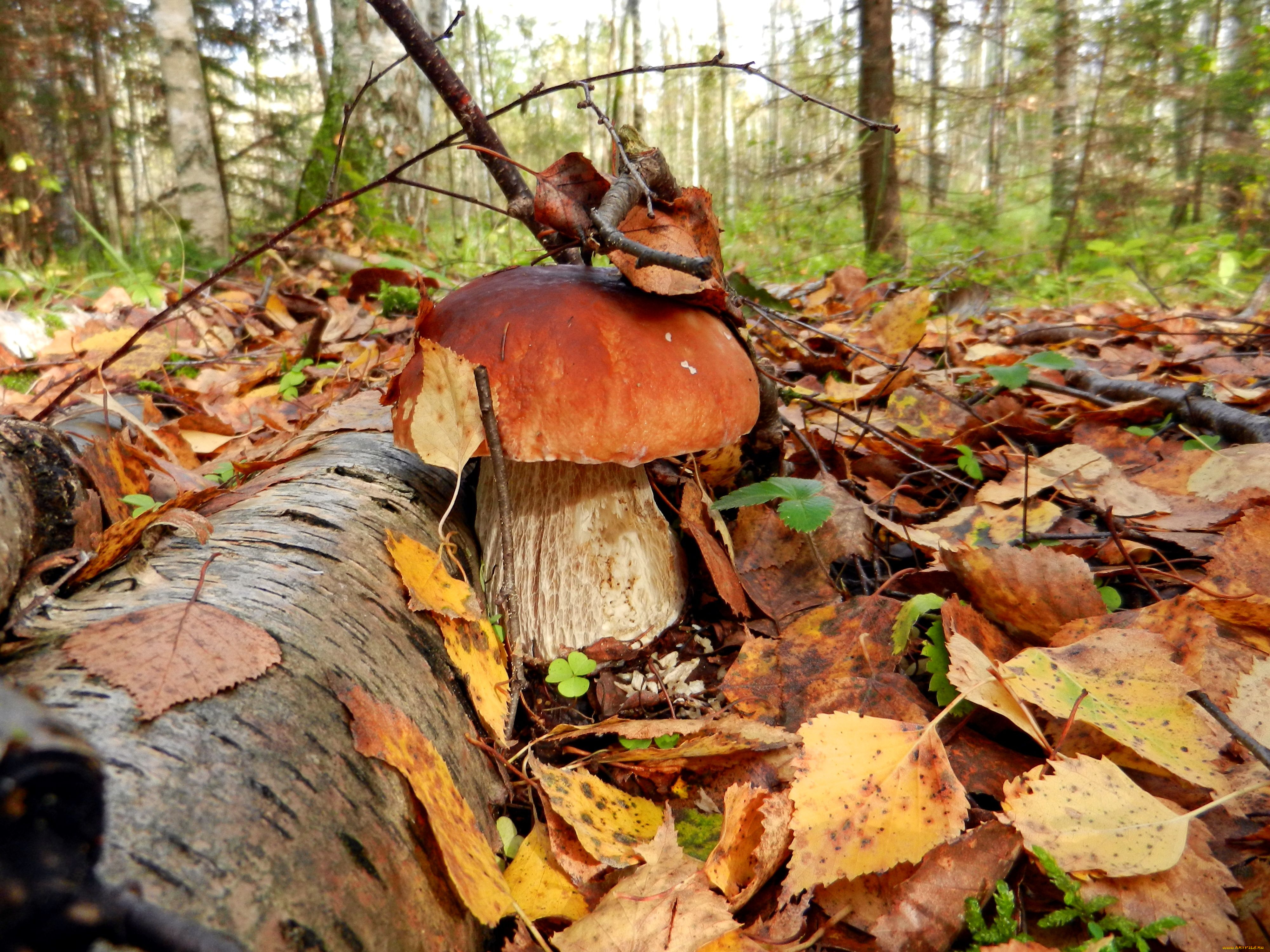 природа, грибы, боровик, белый, гриб, листья, лес, осень