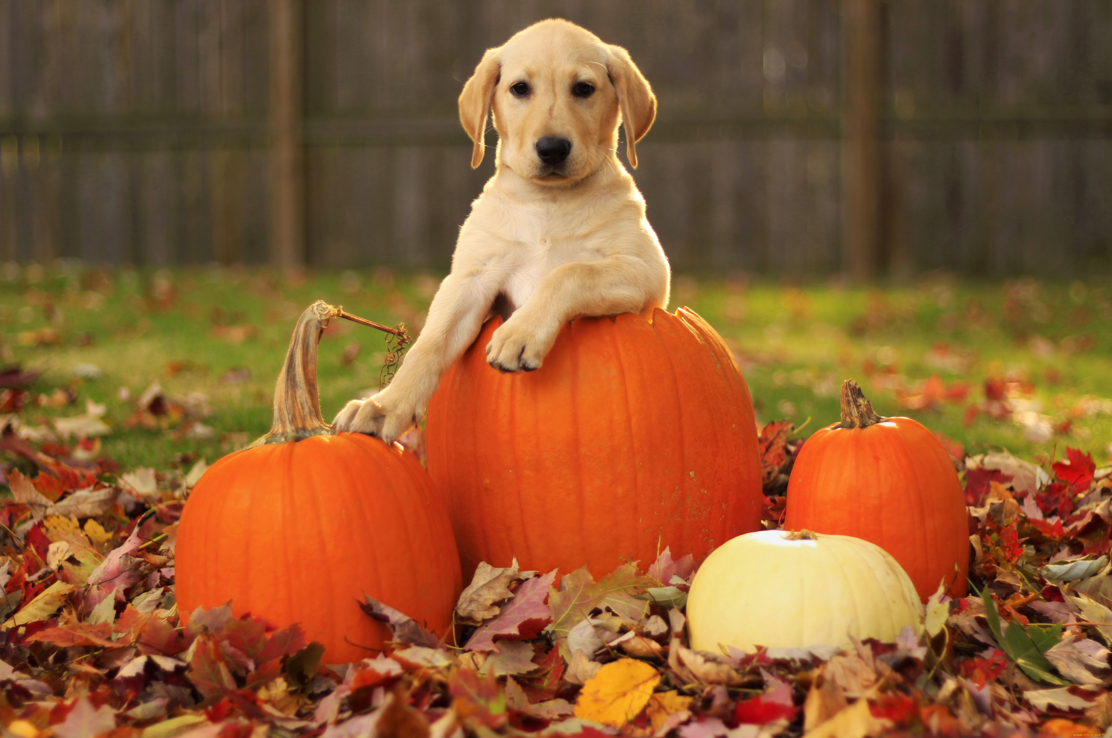 животные, собаки, пёс, листья, тыквы, осень