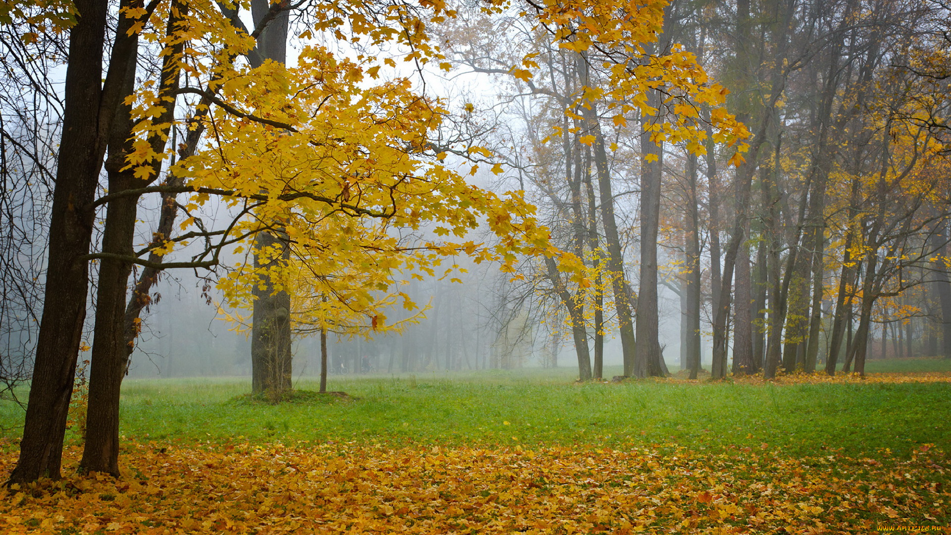 природа, деревья, туман, осень