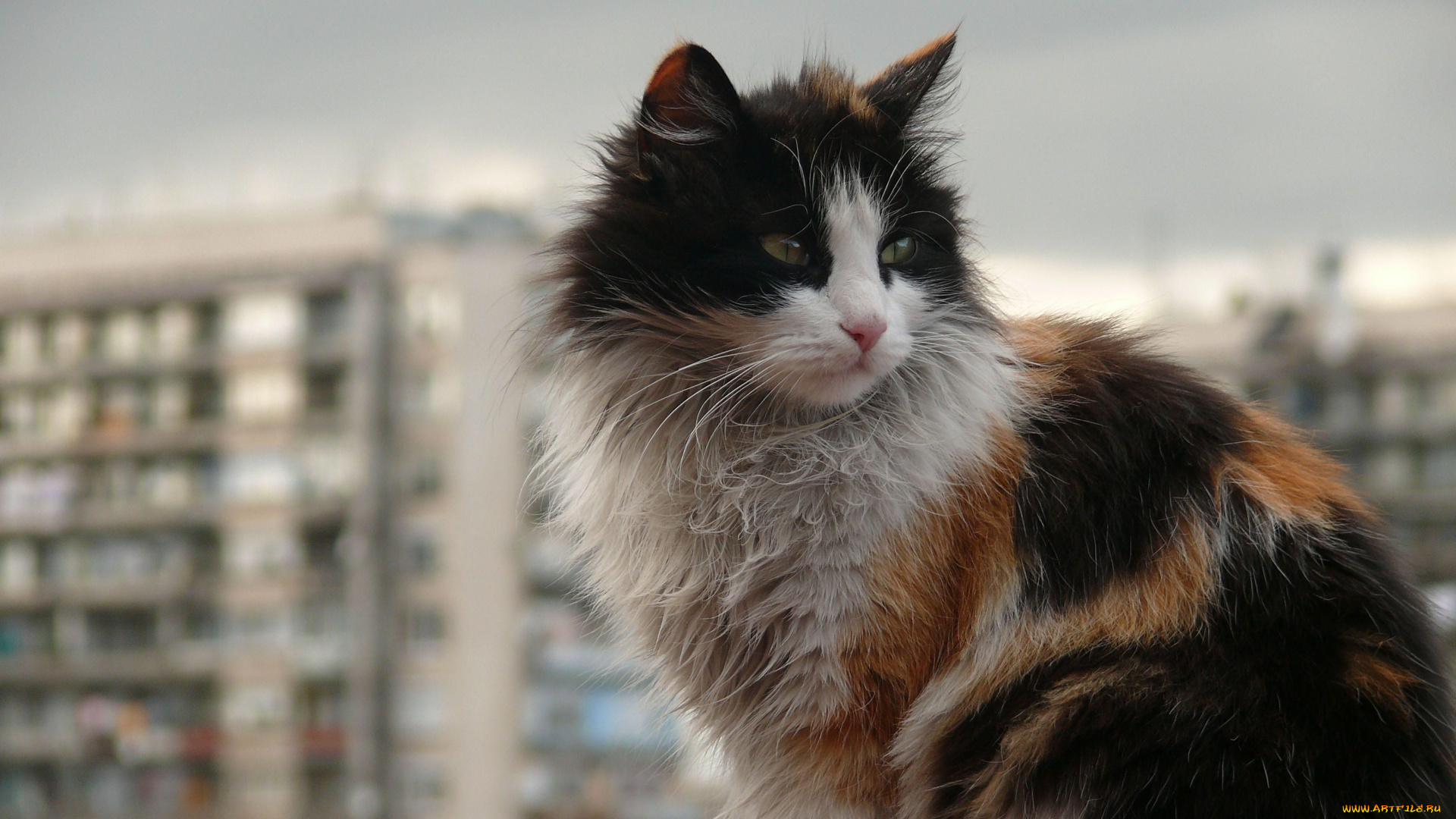 животные, коты, балкон, кот