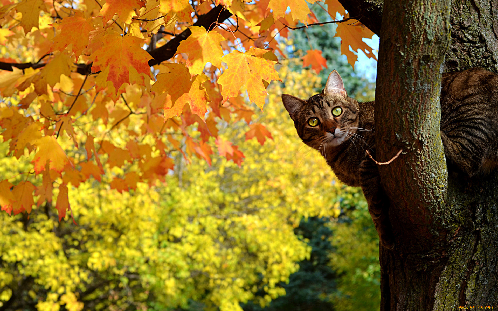 животные, коты, жетые, осень, дерево, клен, листья