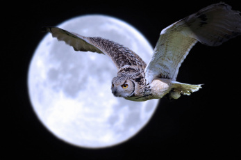 Картинка животные совы крылья полет луна
