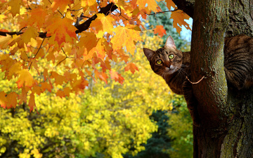 обоя животные, коты, жетые, осень, дерево, клен, листья