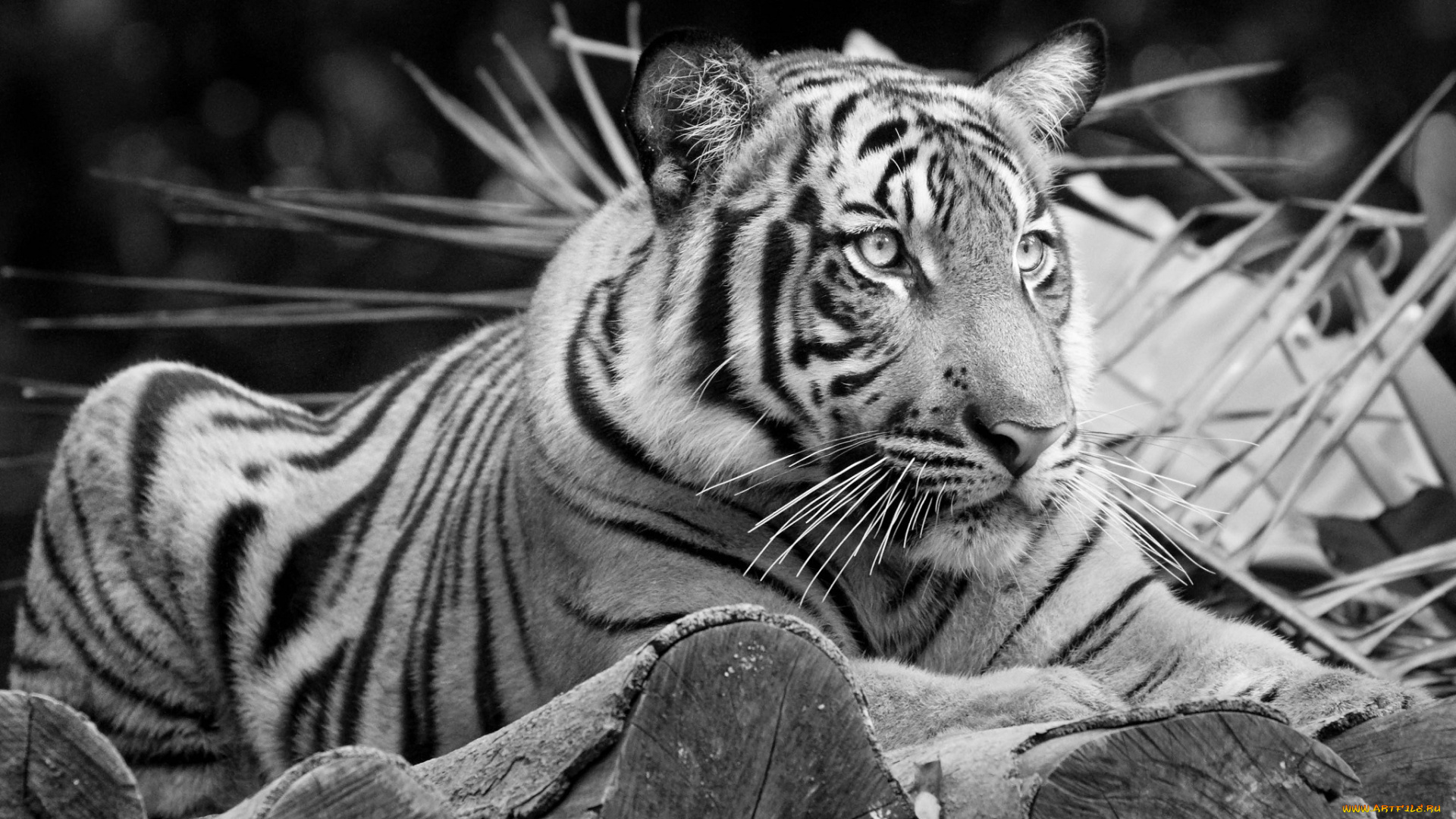 животные, тигры, тигр, отдых, черно-белое